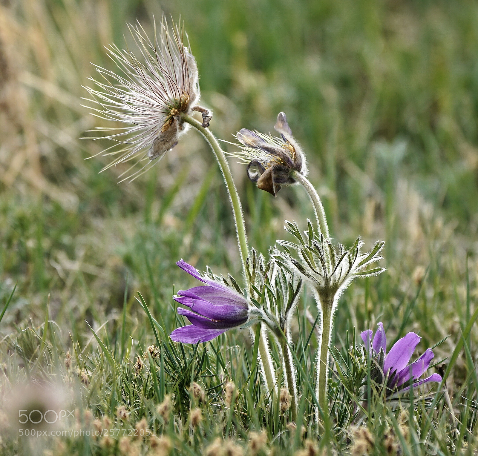 Sony a9 sample photo. Old flower photography