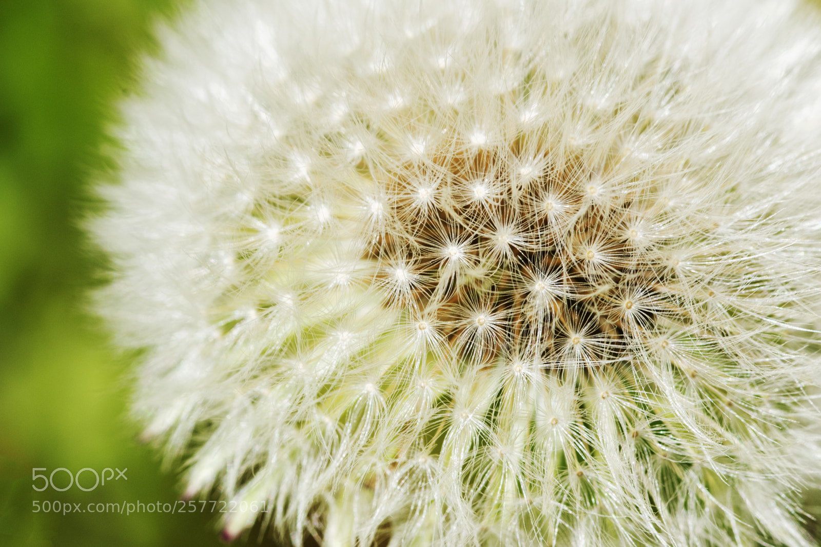 Nikon D3100 sample photo. Dandelion seed head close-up photography