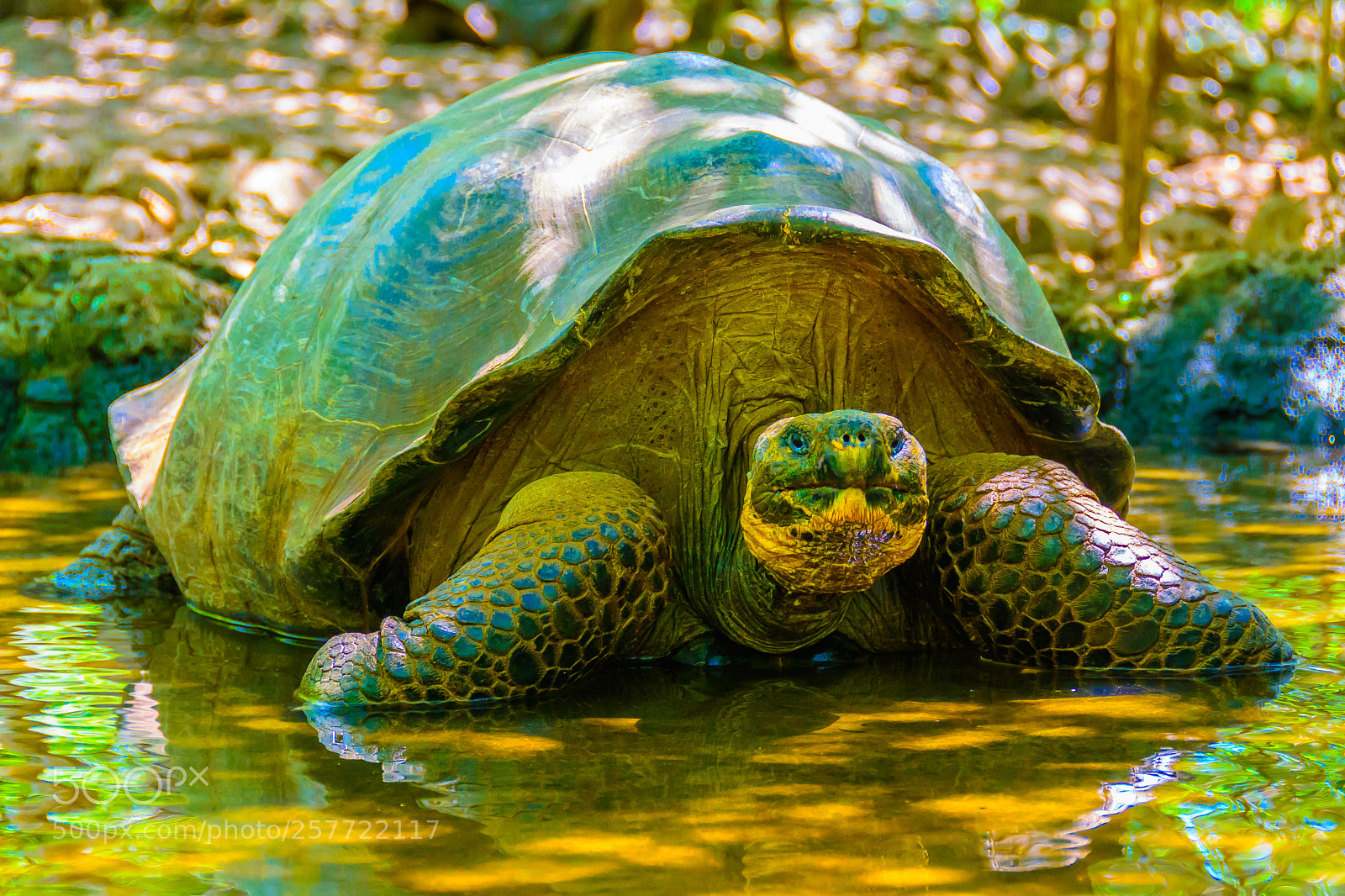 Nikon D7100 sample photo. Turtle photography