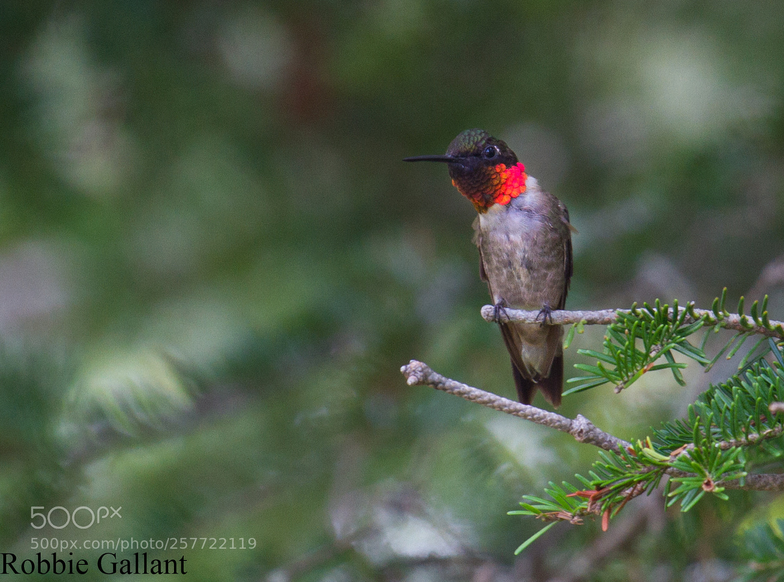Canon EOS 7D sample photo. Ruby throated hummingbird photography