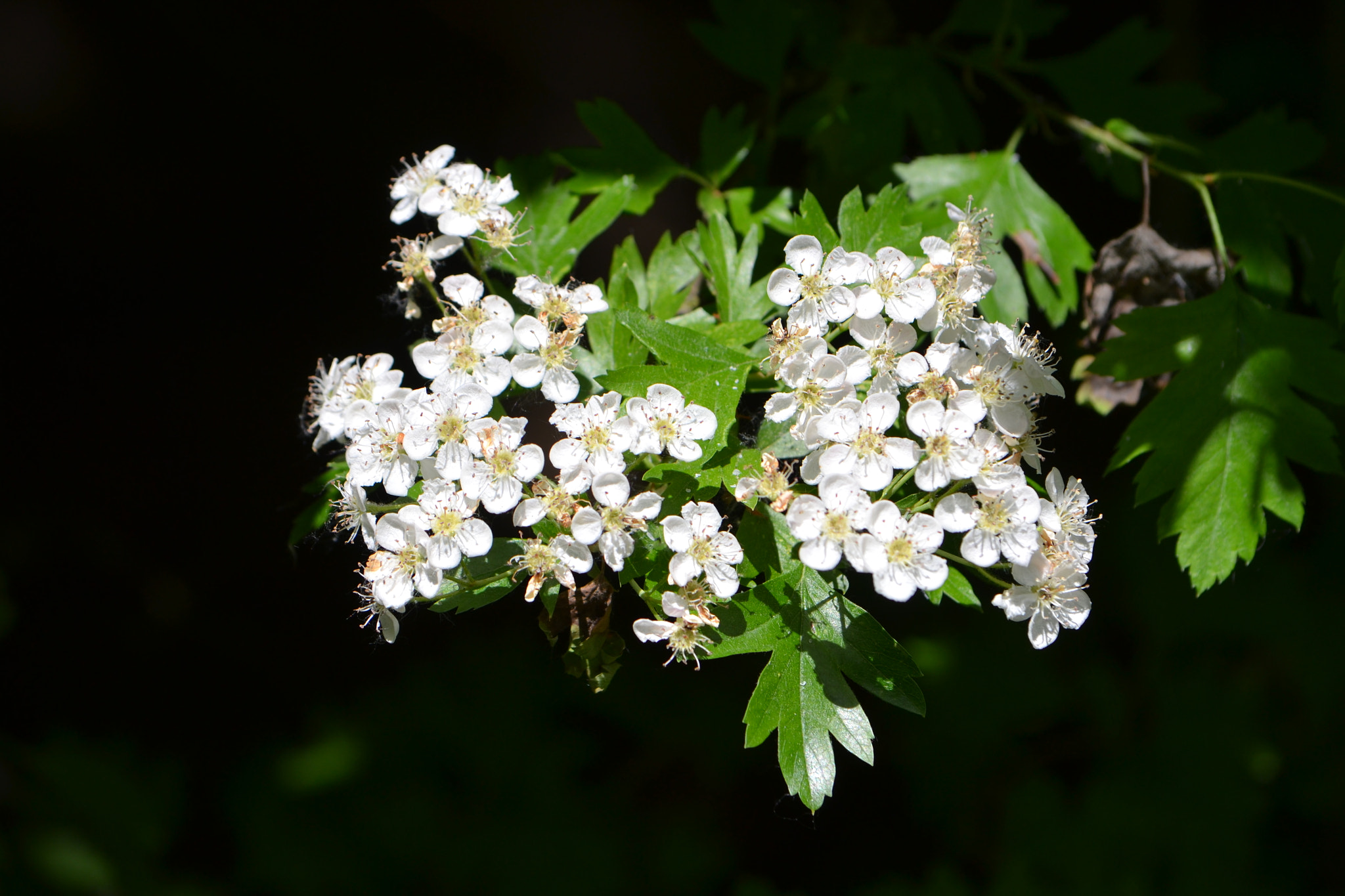 Nikon D3100 sample photo. Witte bloemetjes. photography