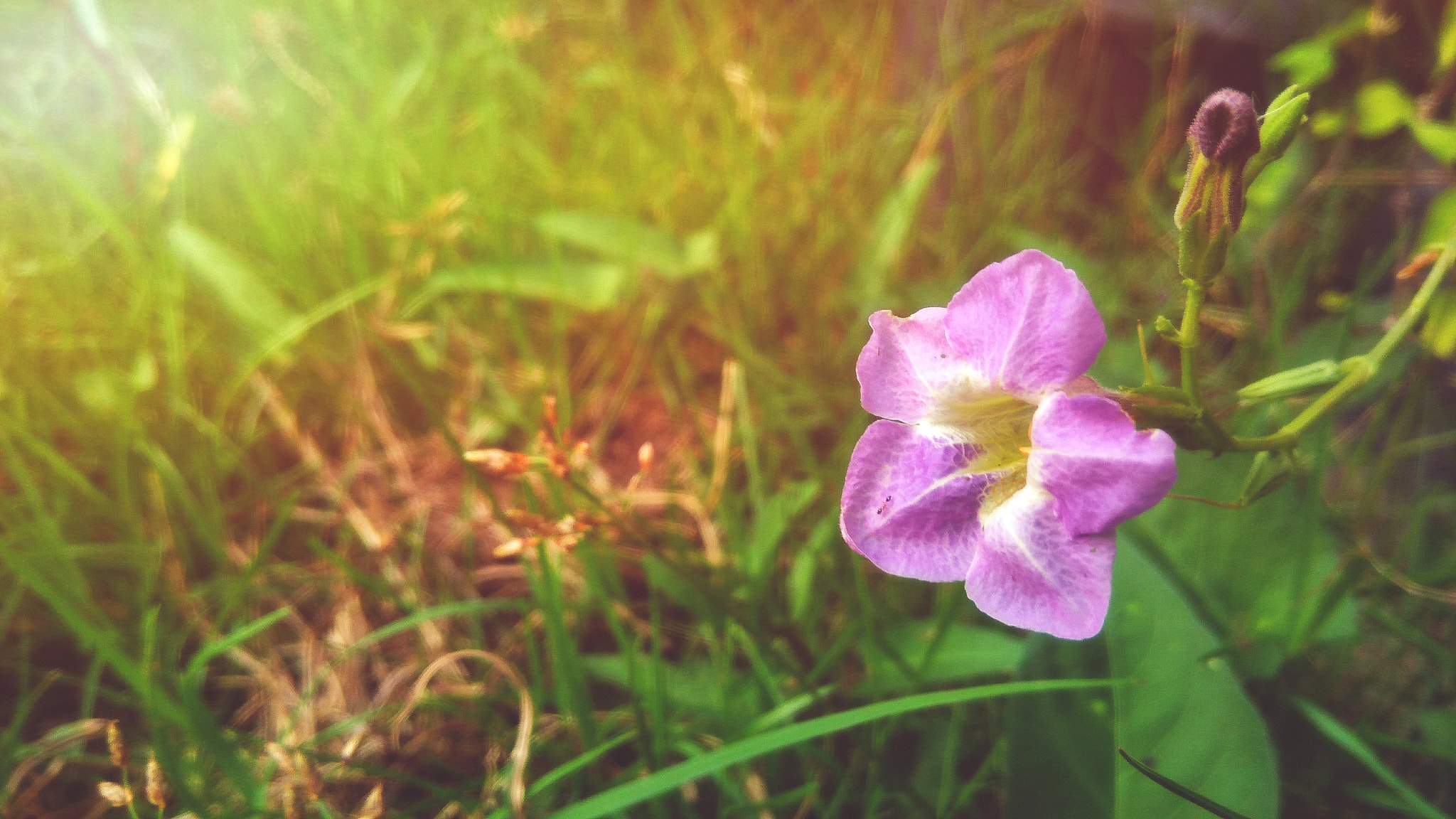 ASUS ZenFone 3 Max (ZC553KL) sample photo. Beautiful purple flowers photography