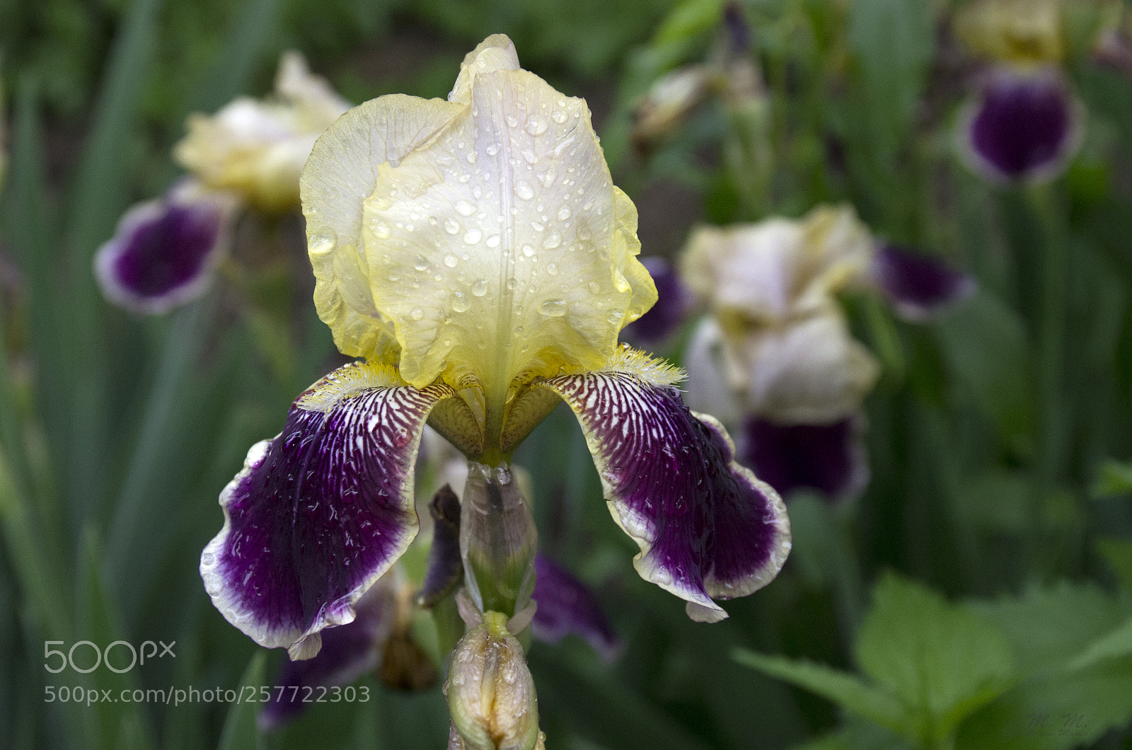 Pentax K-5 sample photo. Iris photography