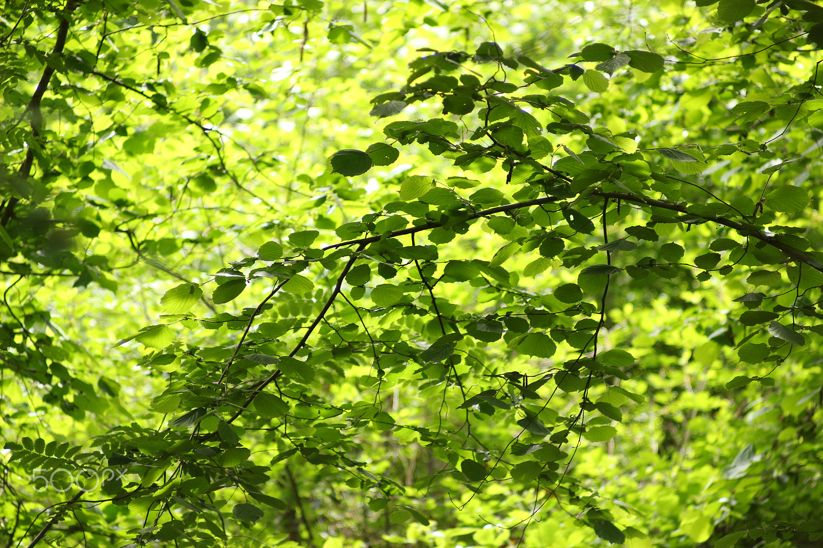 Canon EF 35-80mm f/4-5.6 sample photo. Leaves in angleur photography