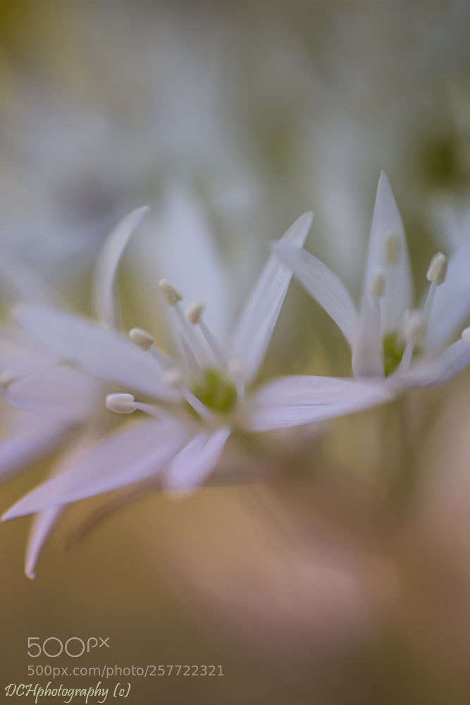 Canon EOS 650D (EOS Rebel T4i / EOS Kiss X6i) sample photo. Bear leek photography