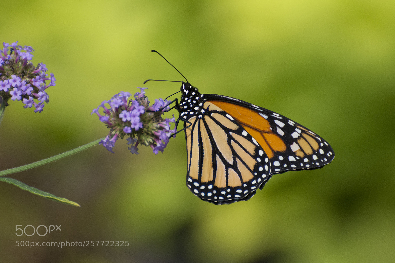 Nikon D7200 sample photo. Butterfly 2018-25 photography