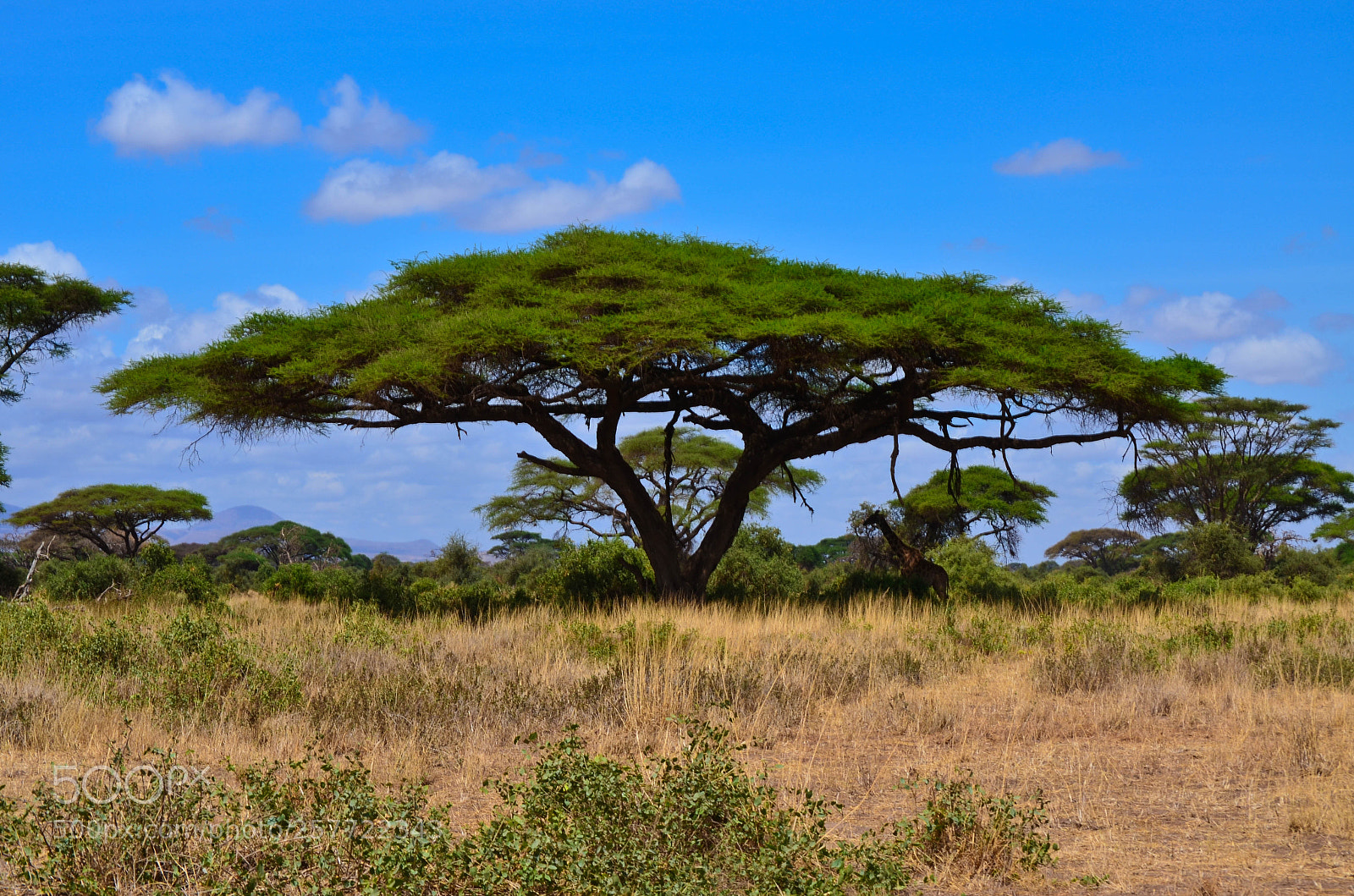 Nikon D5100 sample photo. Kenia iii photography