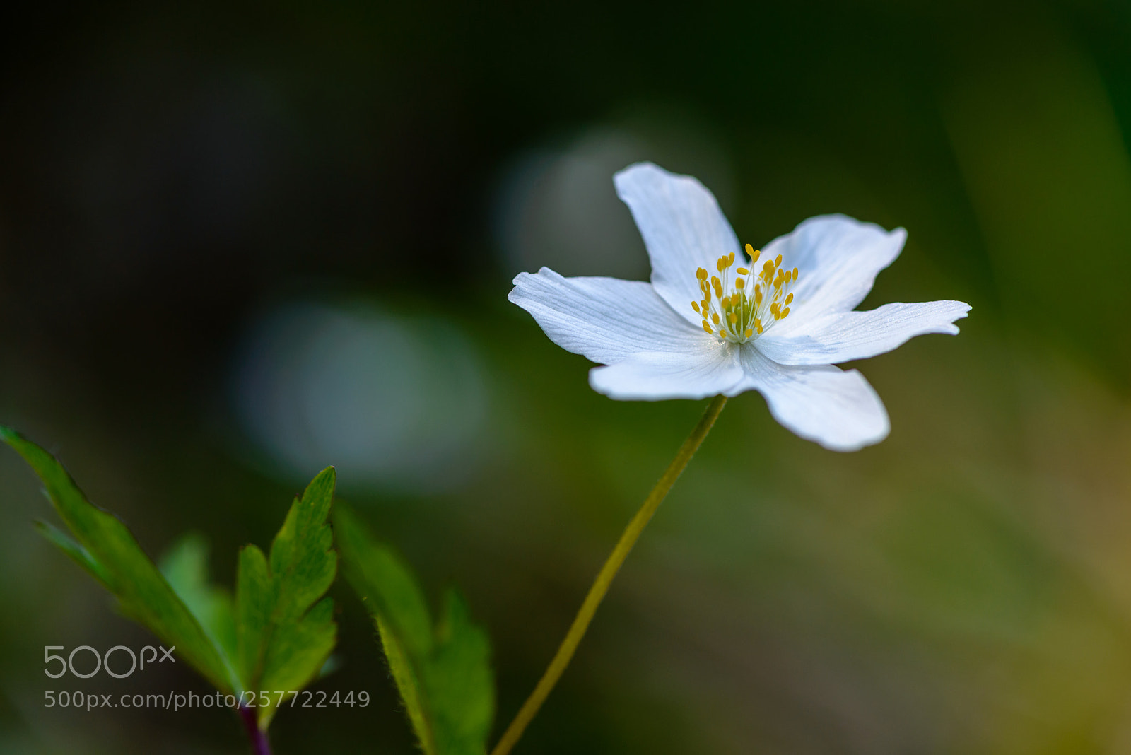 Nikon D800 sample photo. Wood anemone photography