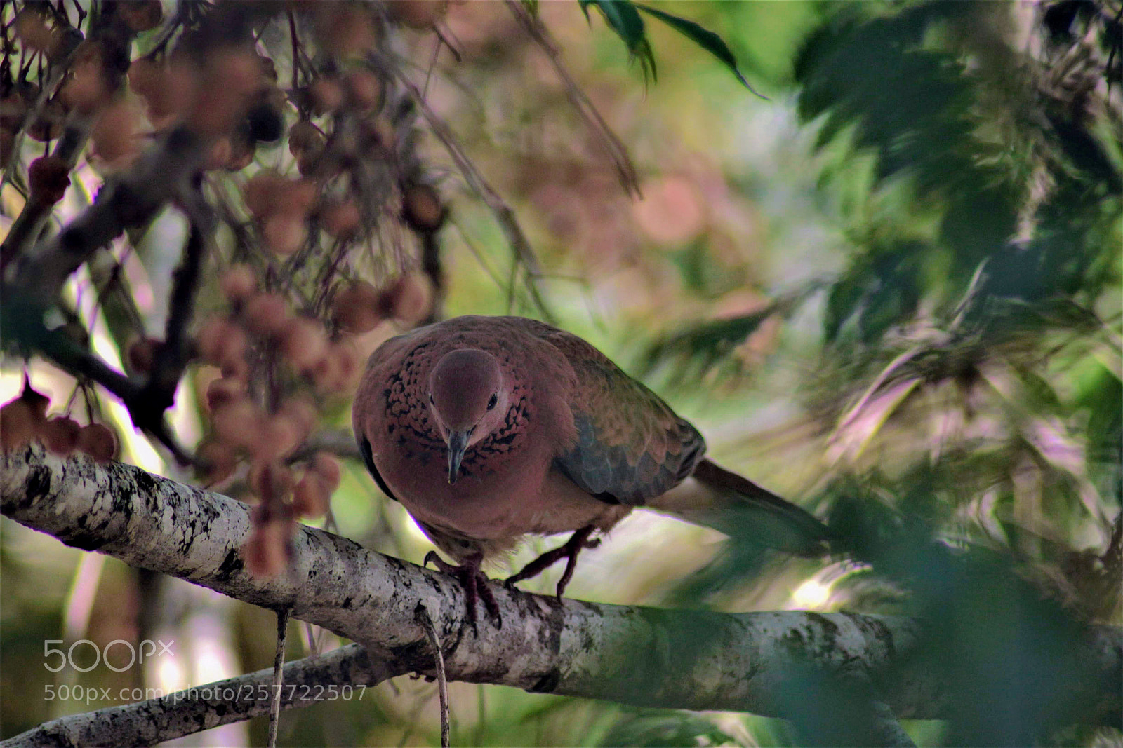 Canon EOS 700D (EOS Rebel T5i / EOS Kiss X7i) sample photo. Pigeon photography