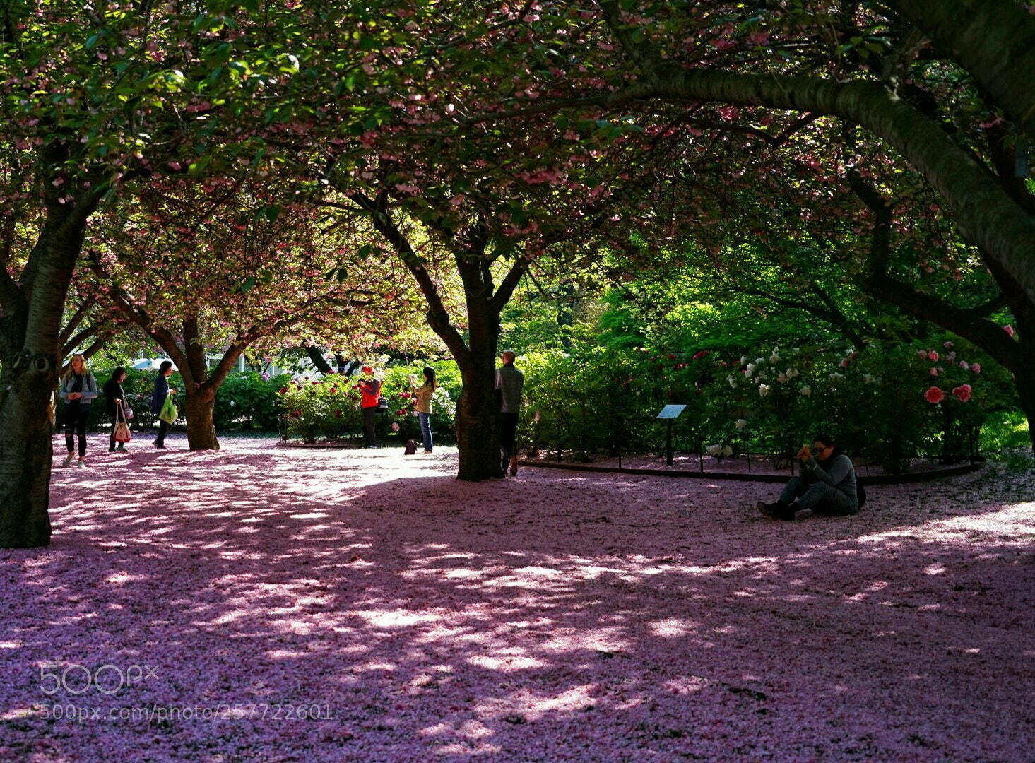 Sony a7 sample photo. Cherry petals photography