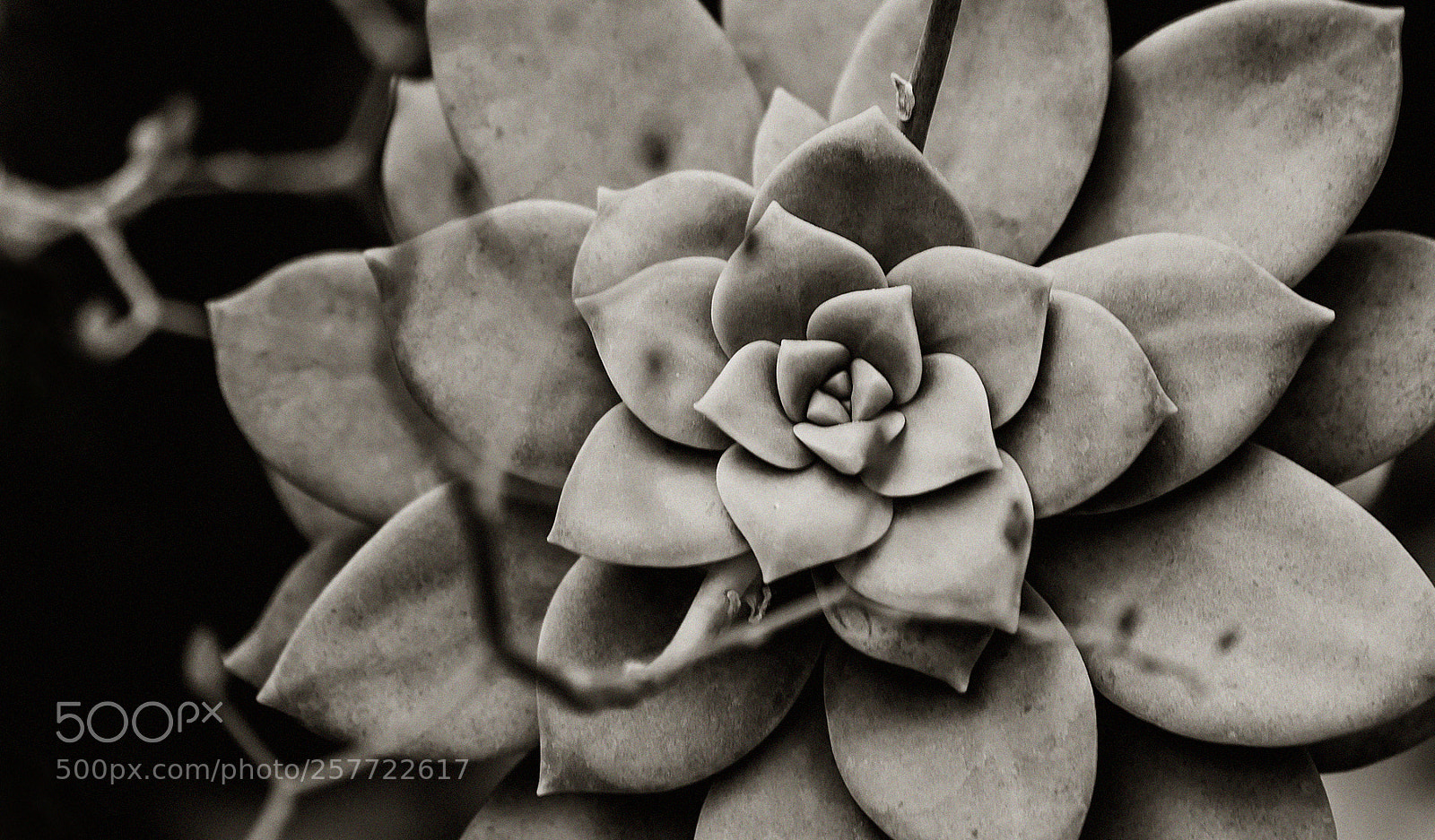 Nikon D610 sample photo. Thriving photography