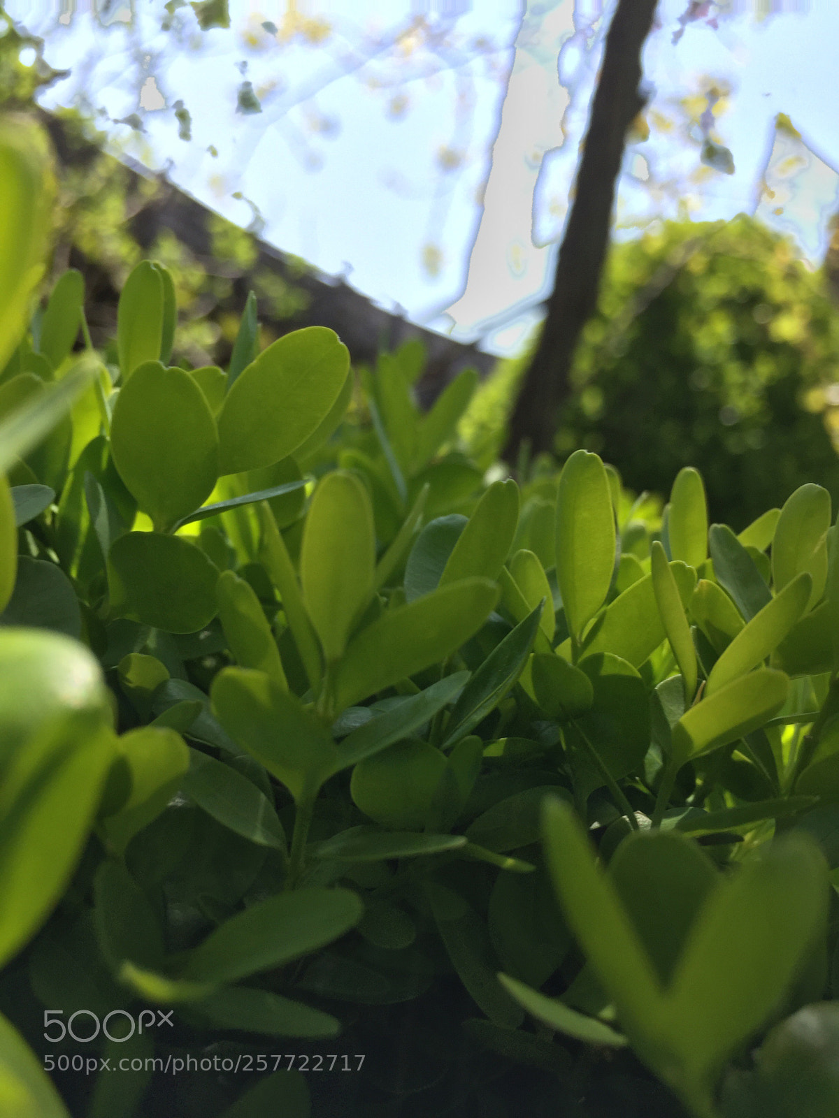 Apple iPhone 6 sample photo. Untitled photography