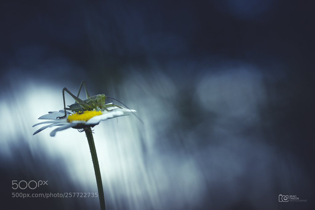 Canon EOS 7D sample photo. Beauty nature photography
