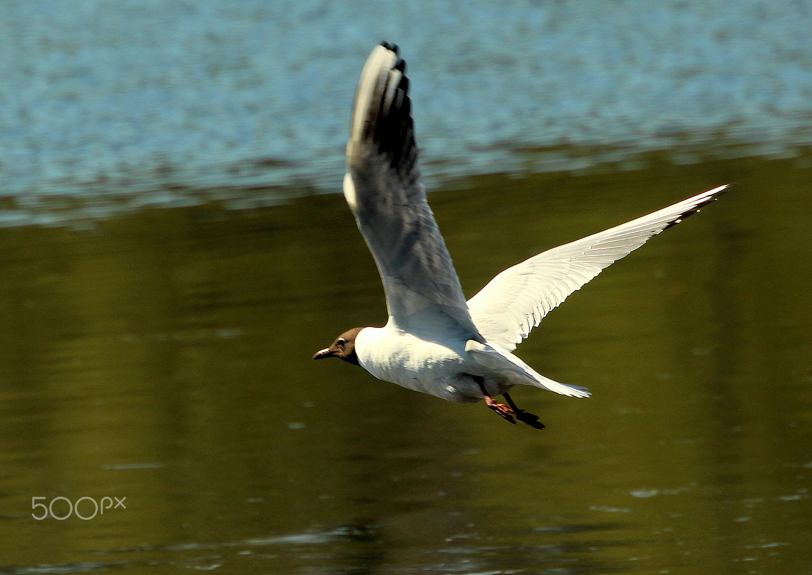 Canon EOS 700D (EOS Rebel T5i / EOS Kiss X7i) sample photo. The flying seagull. photography
