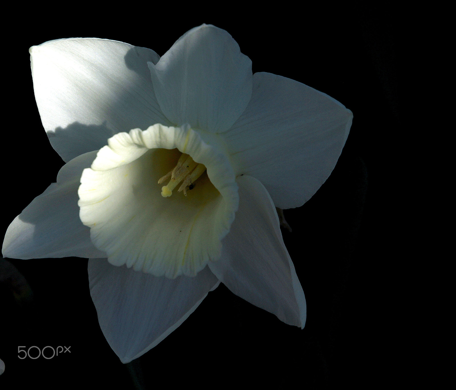 Canon EF 70-300mm F4.5-5.6 DO IS USM sample photo. The flower in shadows.. photography