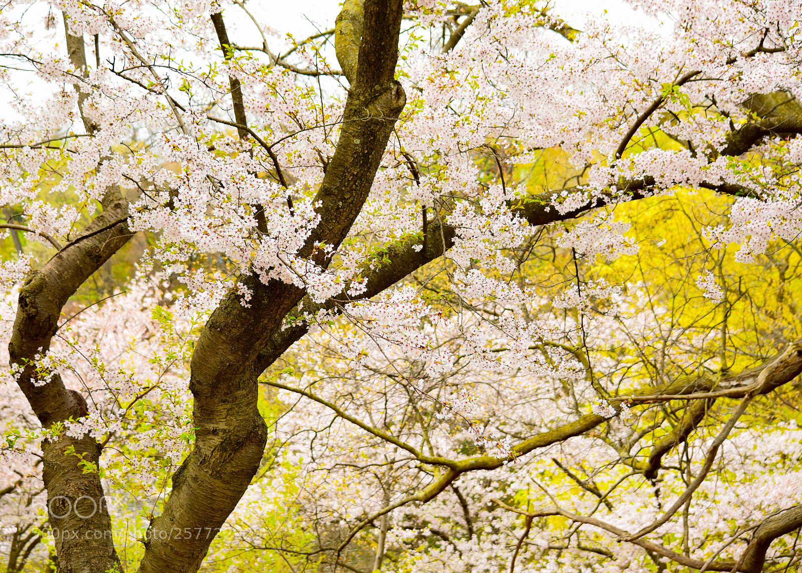 Nikon D3300 sample photo. Cherry blossom at high photography