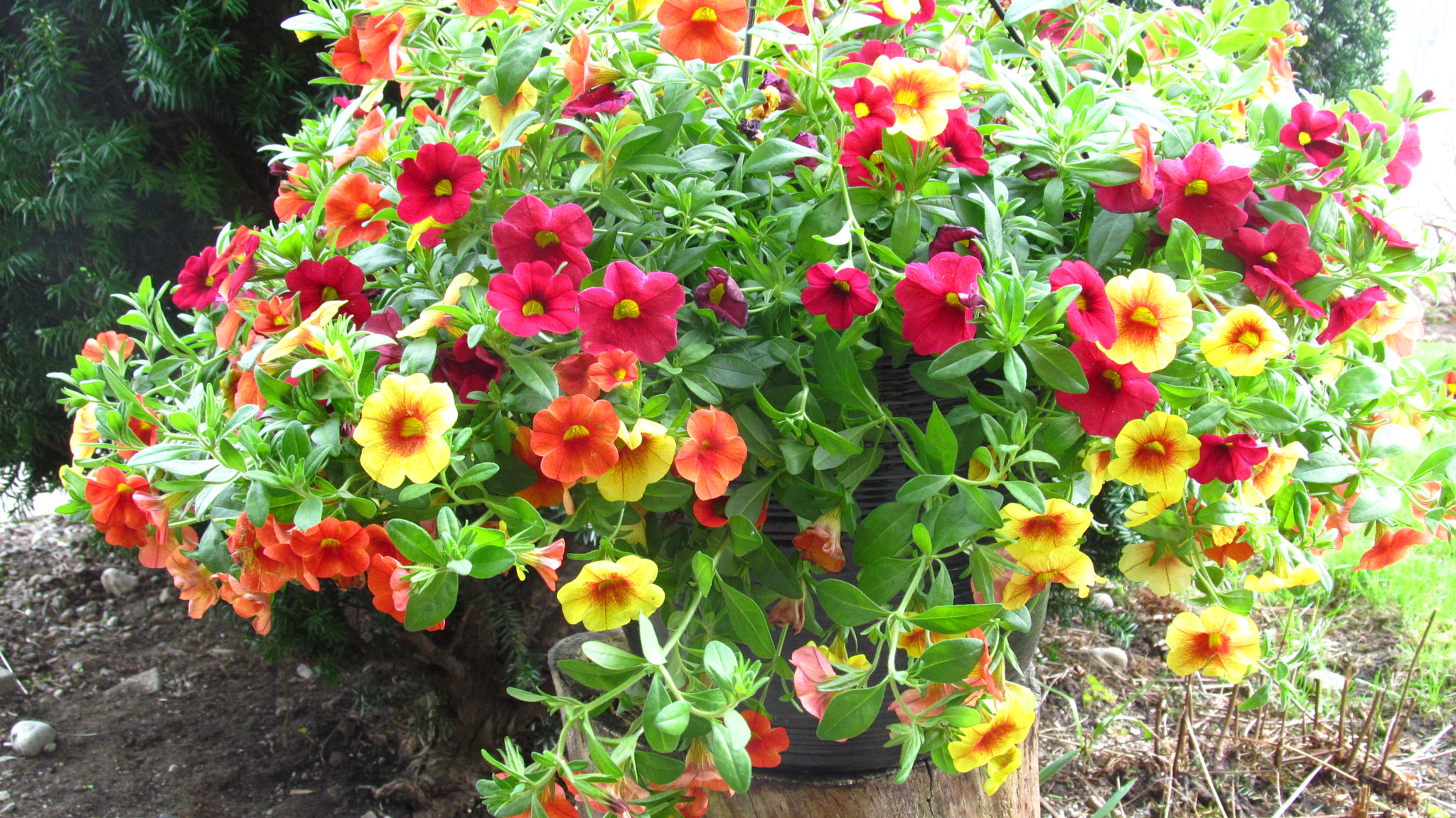 Canon PowerShot SX150 IS sample photo. Joy of nature photography