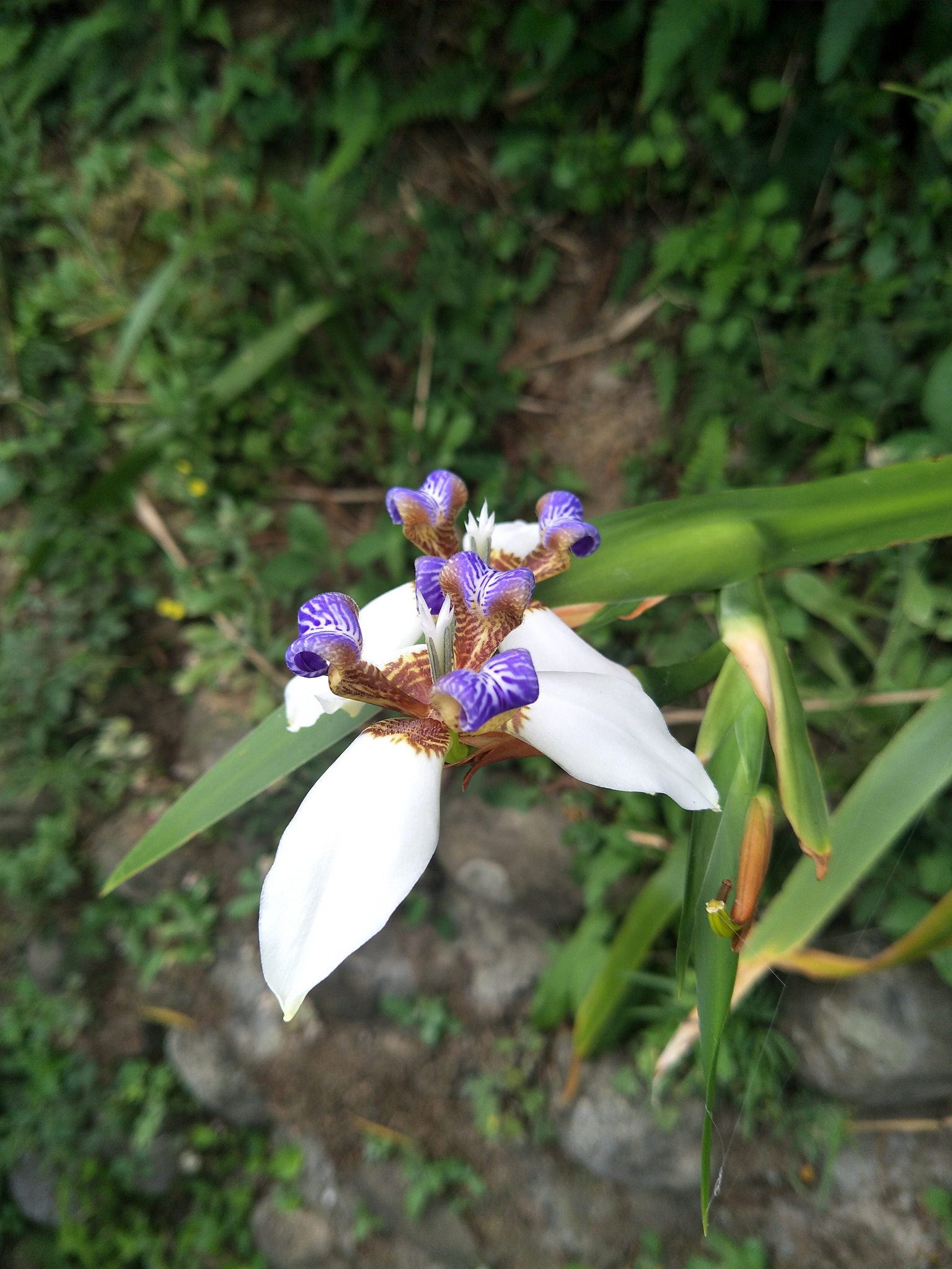 OPPO R9S sample photo