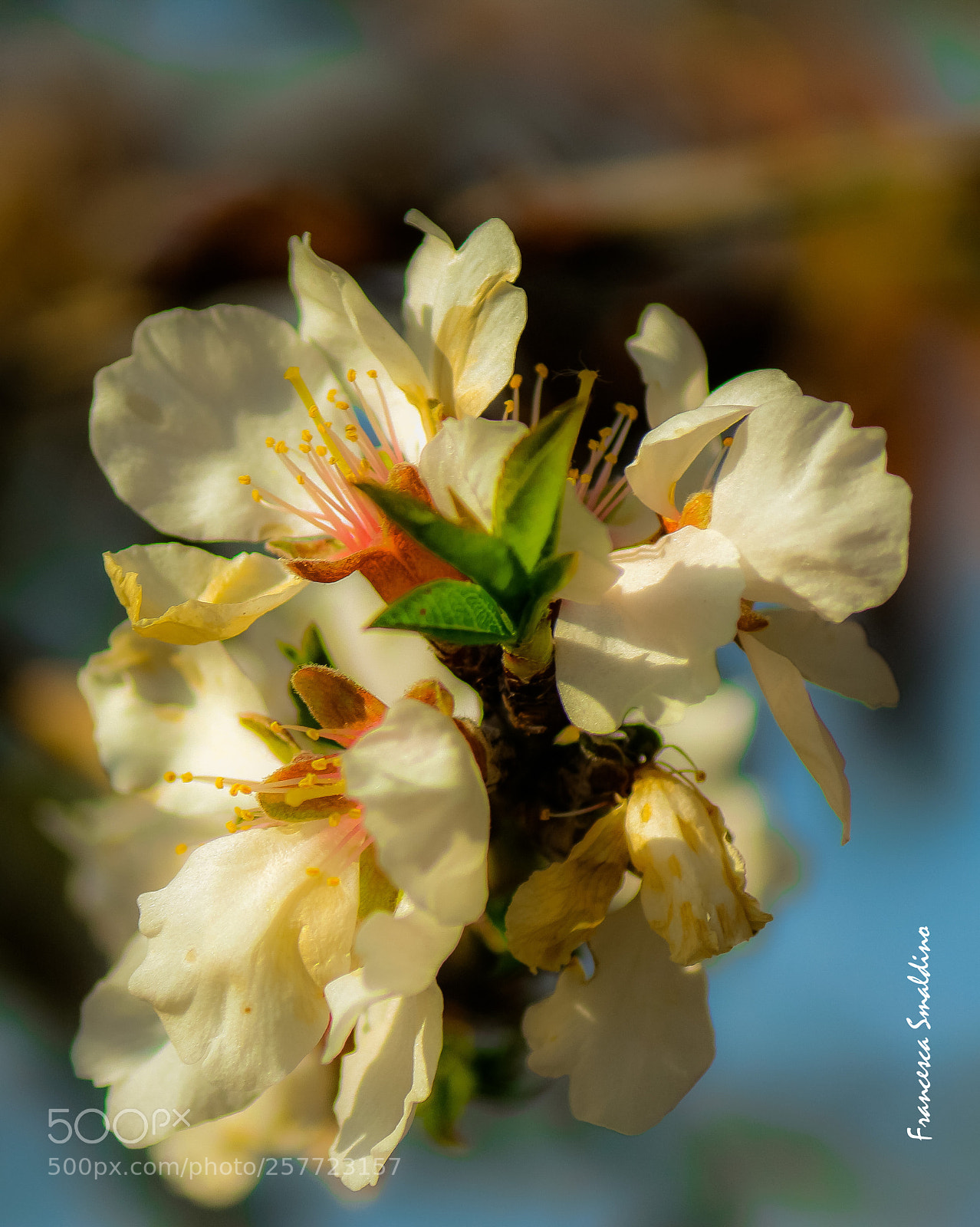 Canon EOS 100D (EOS Rebel SL1 / EOS Kiss X7) sample photo. Fiori di mandorlo photography