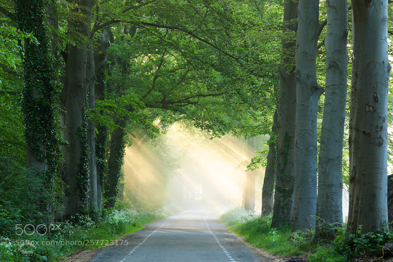 Canon EOS 7D Mark II sample photo. Golden moments in spring photography