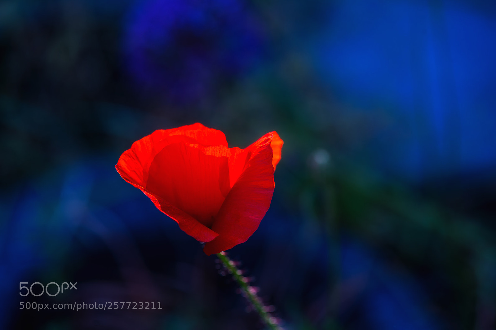 Nikon D4 sample photo. Evening poppy photography
