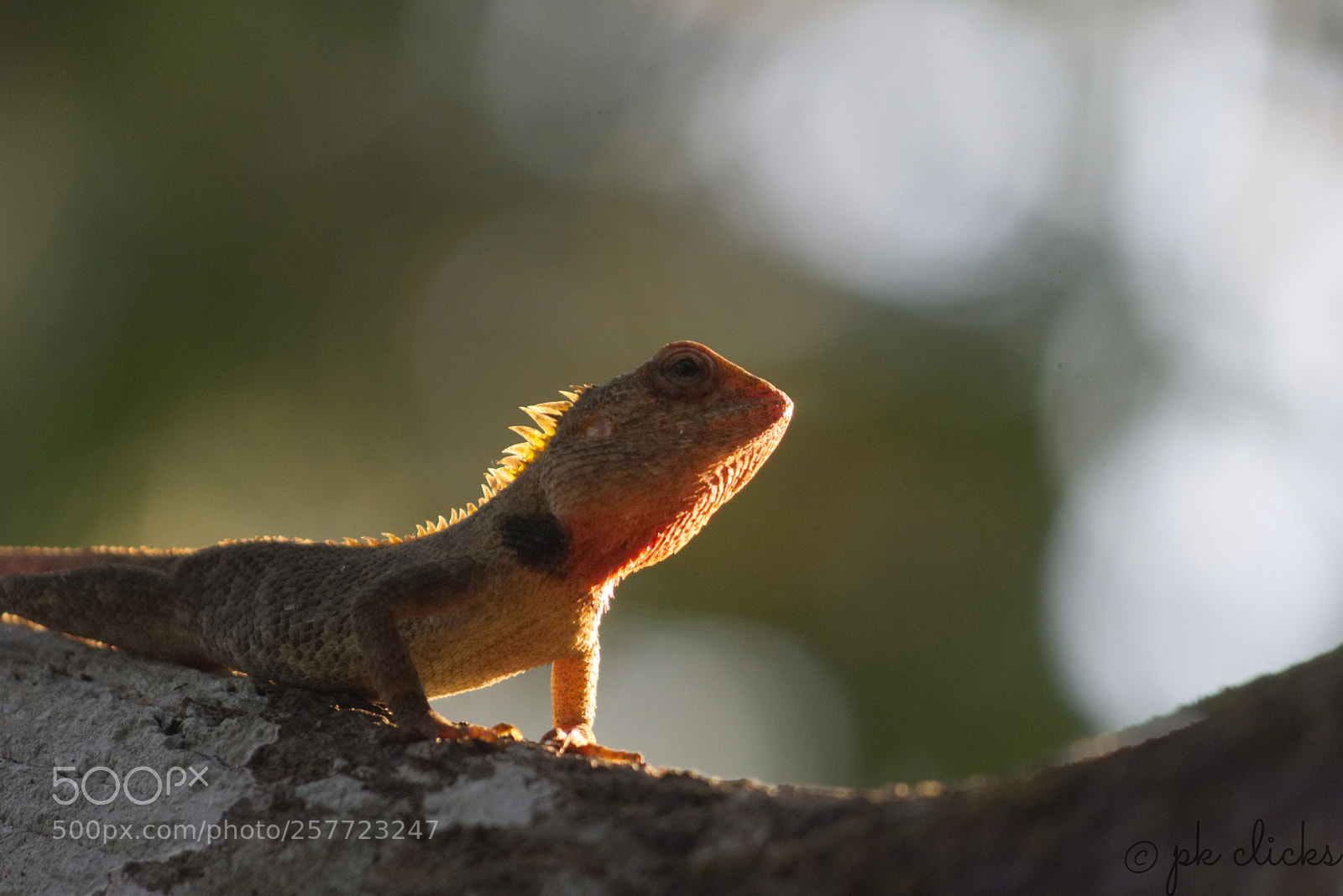 Nikon D7200 sample photo. Oriental garden lizard photography