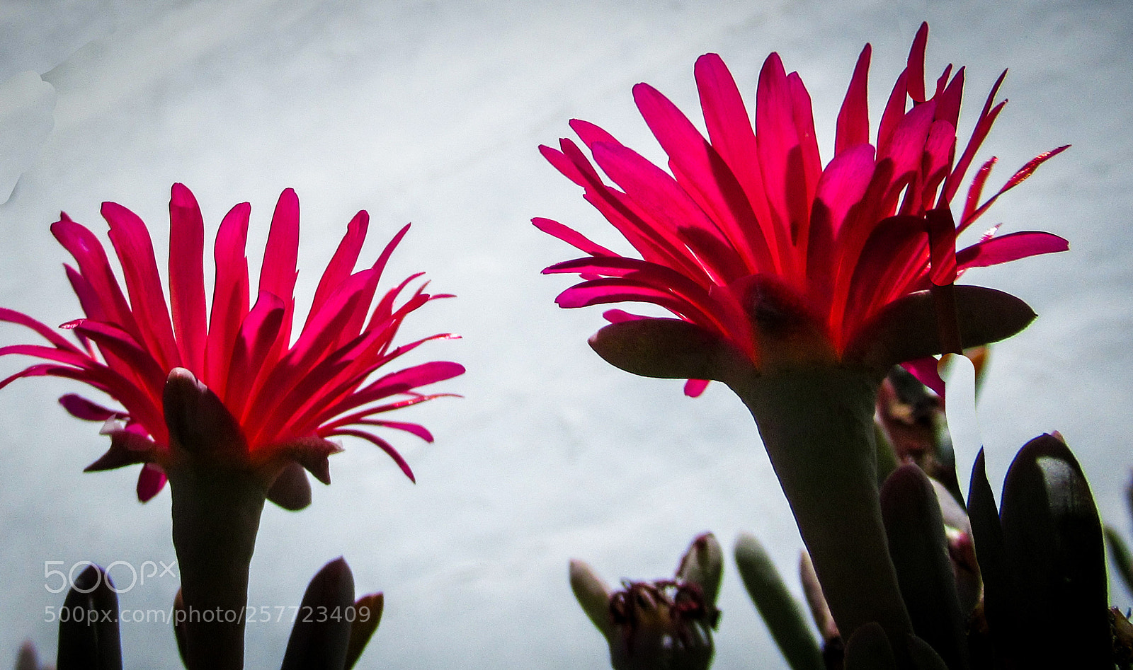 Canon PowerShot SX620 HS sample photo. Succulent flowers photography