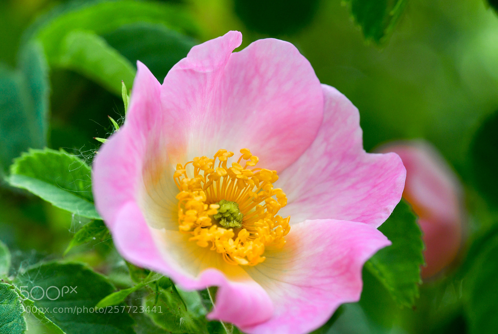 Nikon D850 sample photo. Springtime photography