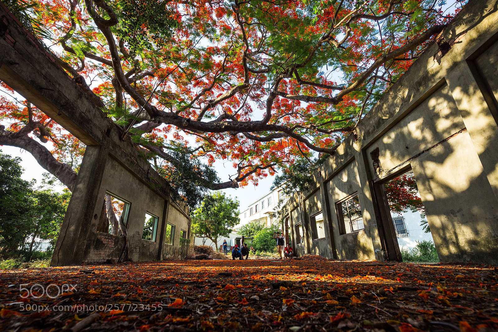 Canon EOS 6D sample photo. 在廢墟裡的鳳凰木(poinciana and ruins) photography