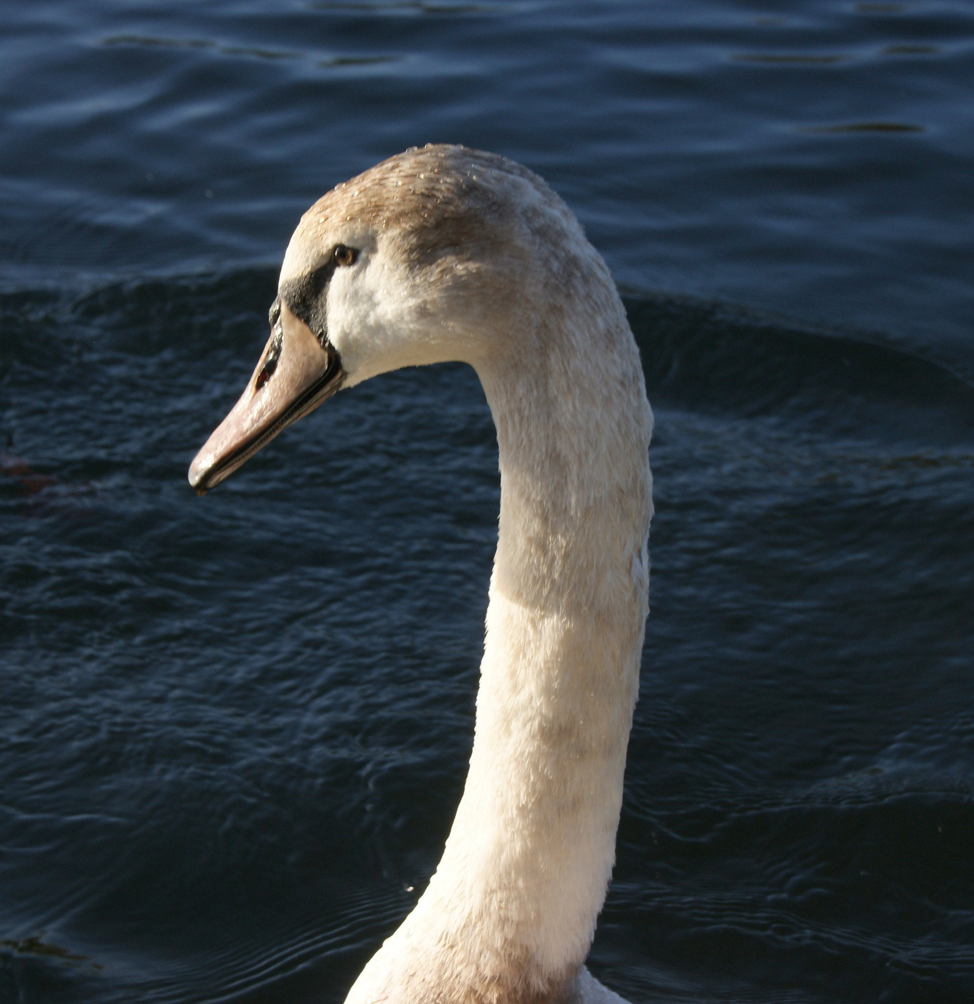 Sony Alpha DSLR-A290 sample photo. Swan in profile photography