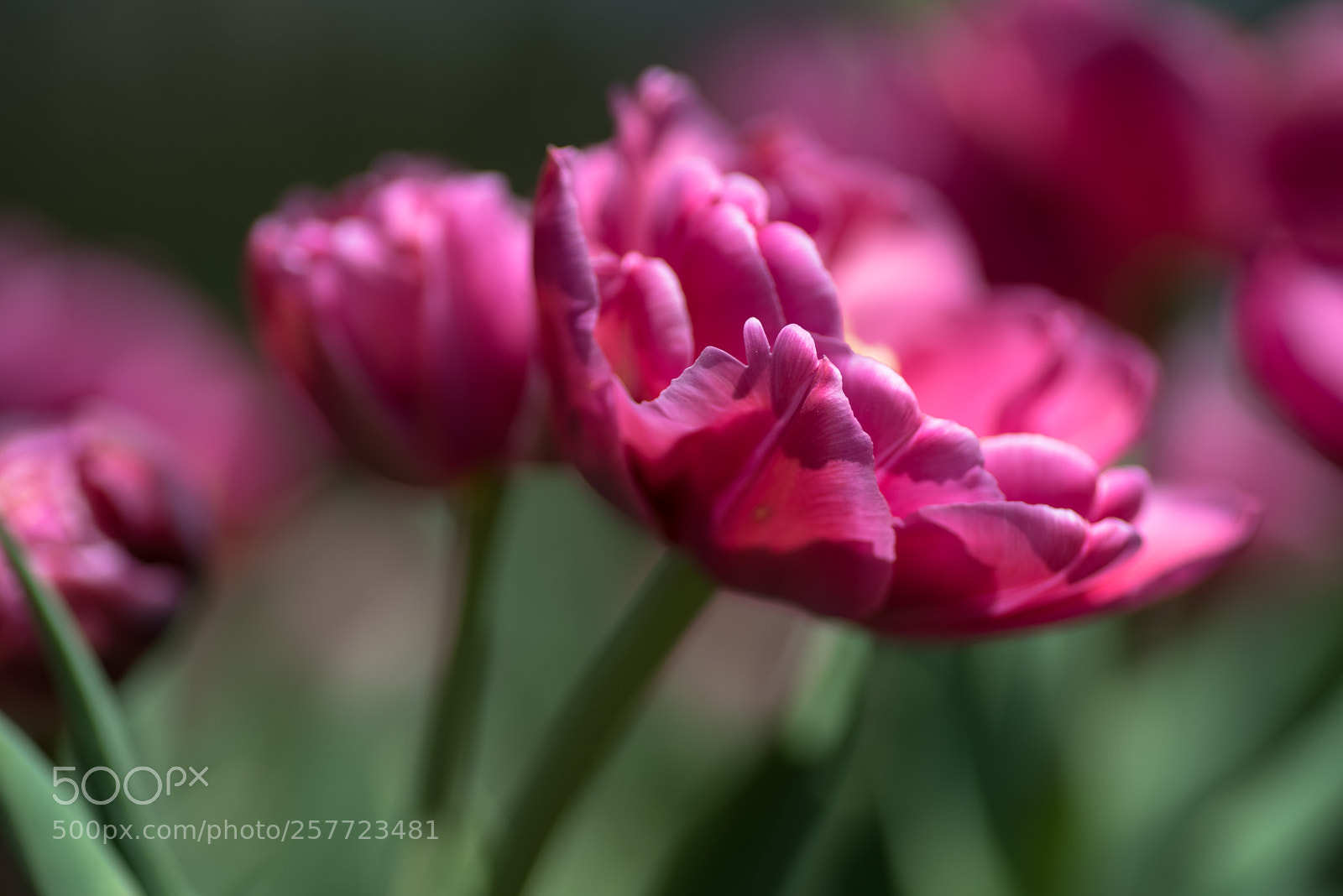 Nikon D750 sample photo. Untitled photography