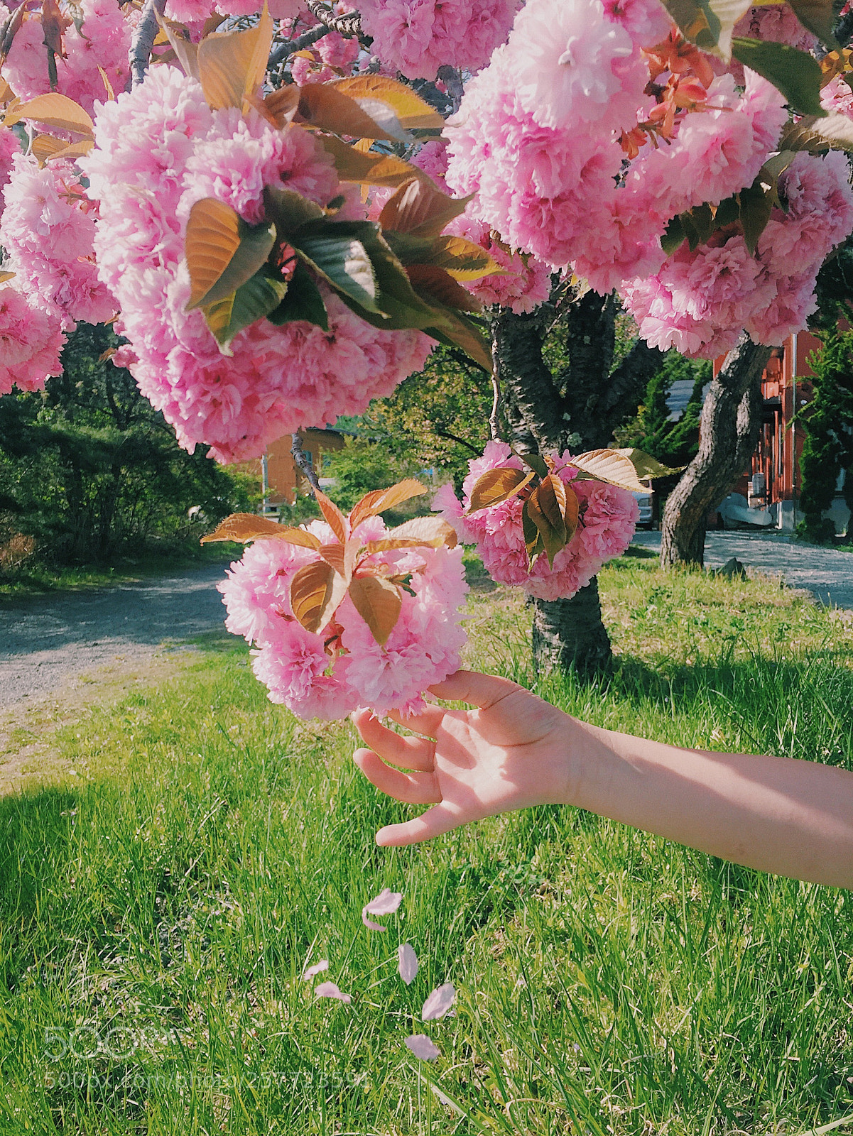 Apple iPhone 6 sample photo. Cherry blossom  photography