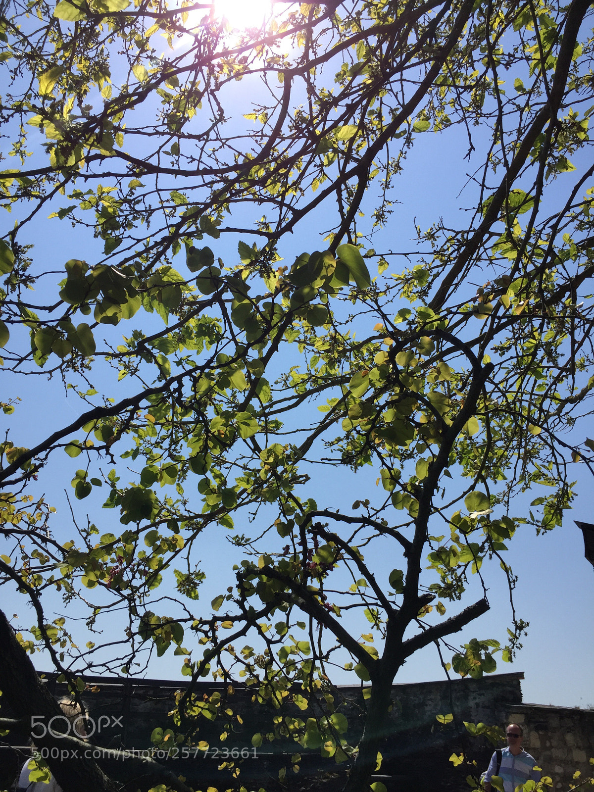 Apple iPhone 6 sample photo. Untitled photography