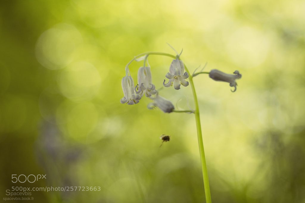 Nikon D7100 sample photo. Jacinthe des bois photography