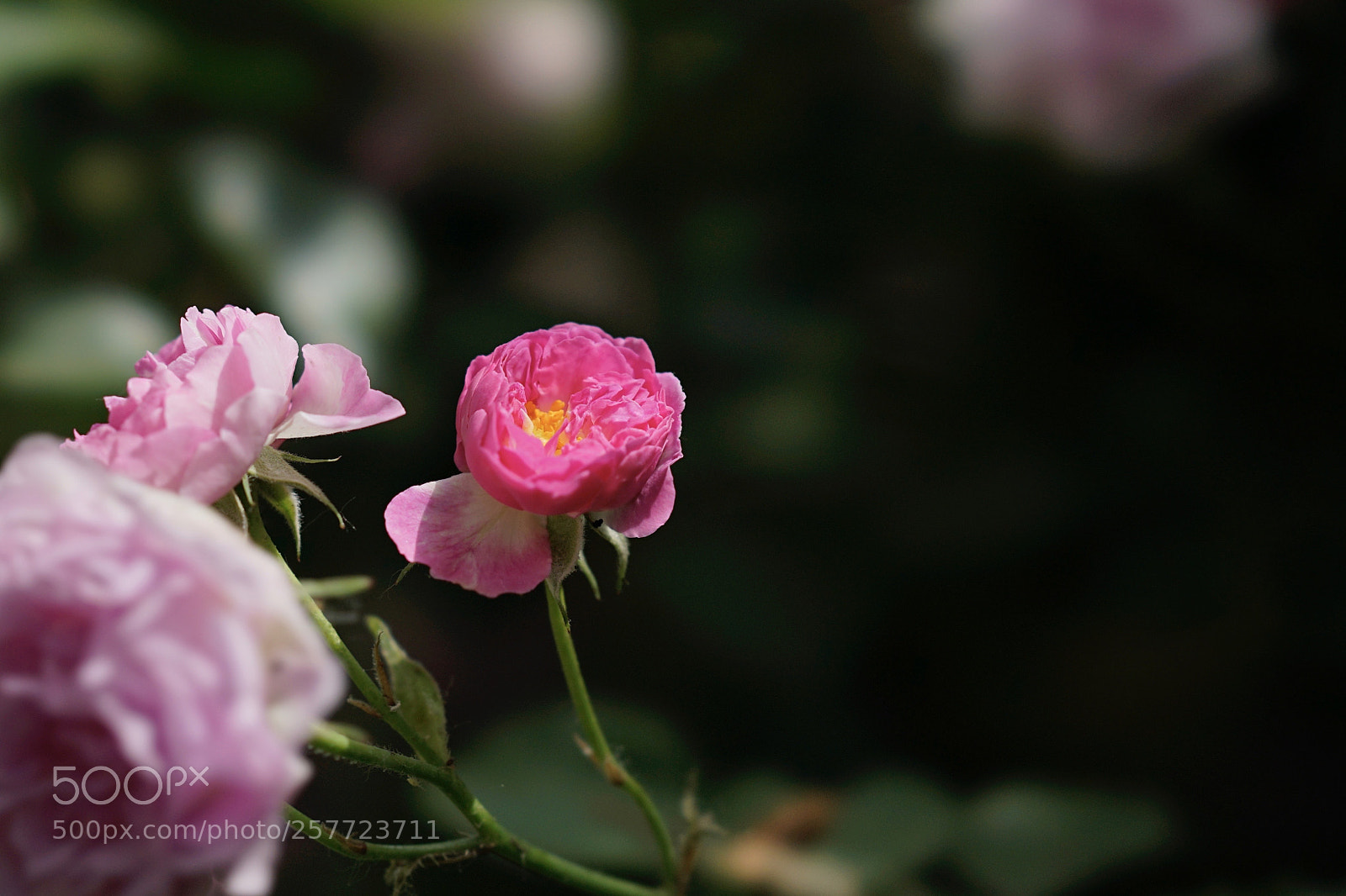 Sony a7 II sample photo. 艳压群芳 photography