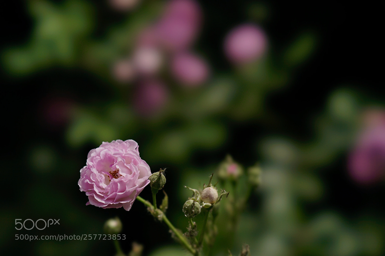Sony a7 II sample photo. 朵朵朵⋯ photography