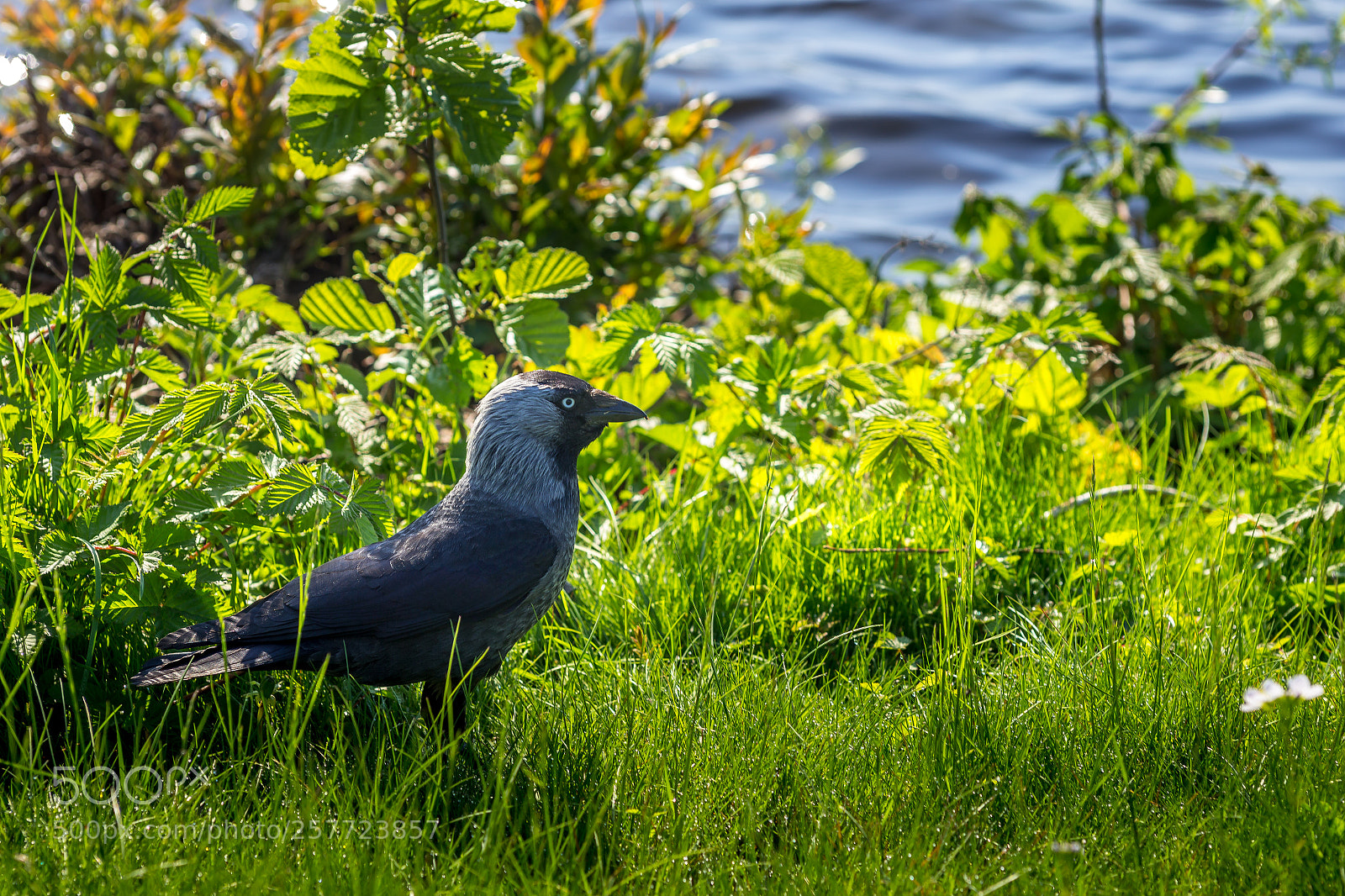Canon EOS 6D sample photo. Jackdaw photography