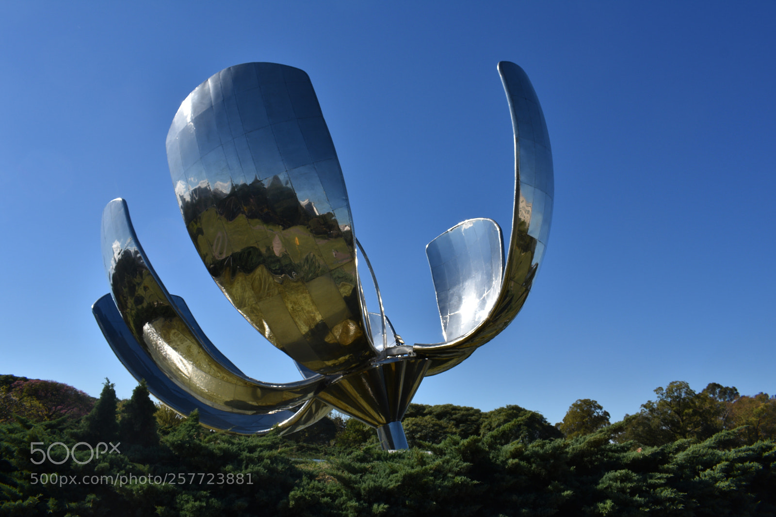 Nikon D3400 sample photo. Floralis genérica + ceibo photography