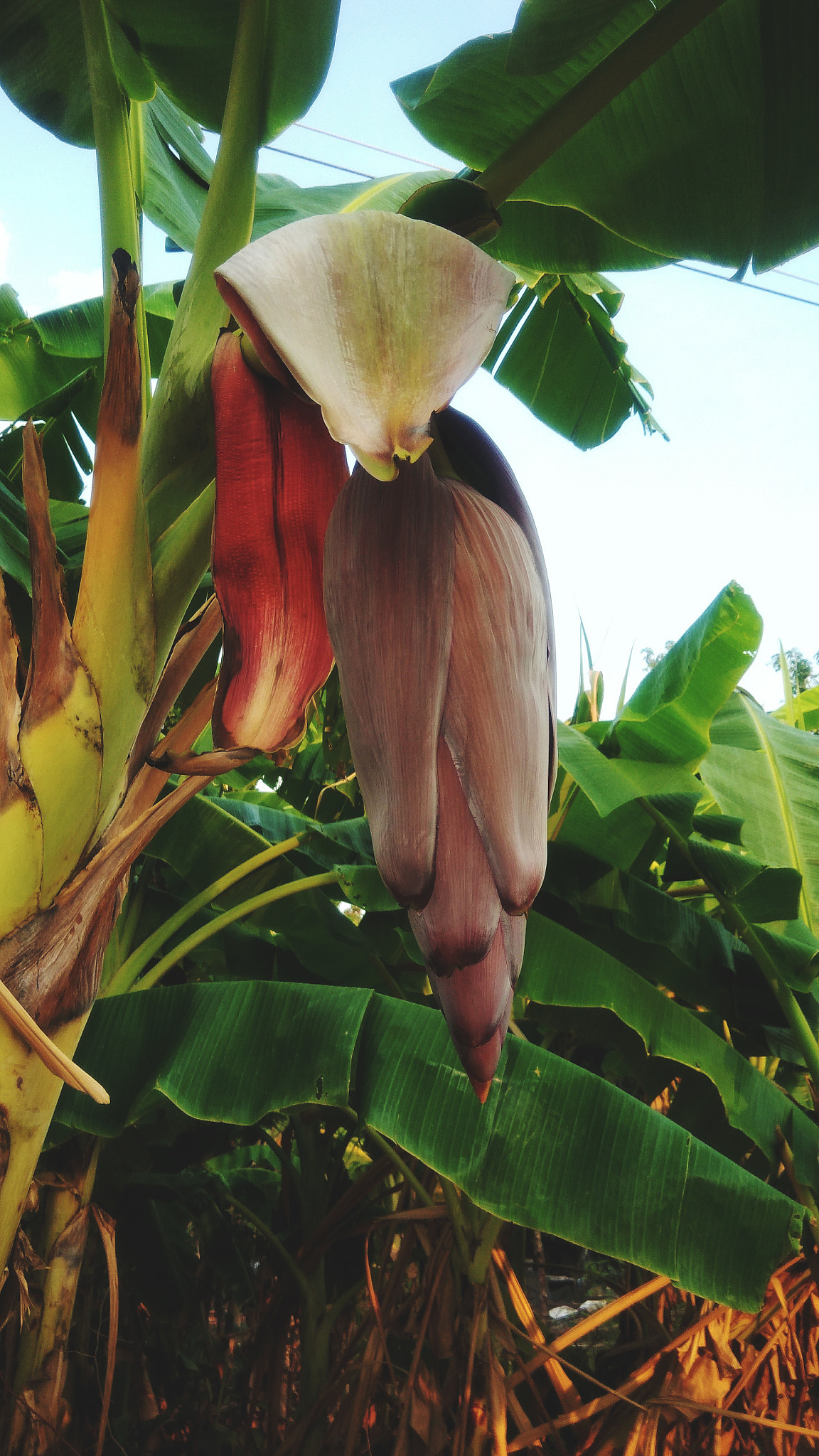 ASUS ZenFone 3 Max (ZC553KL) sample photo. Banana blossoming photography