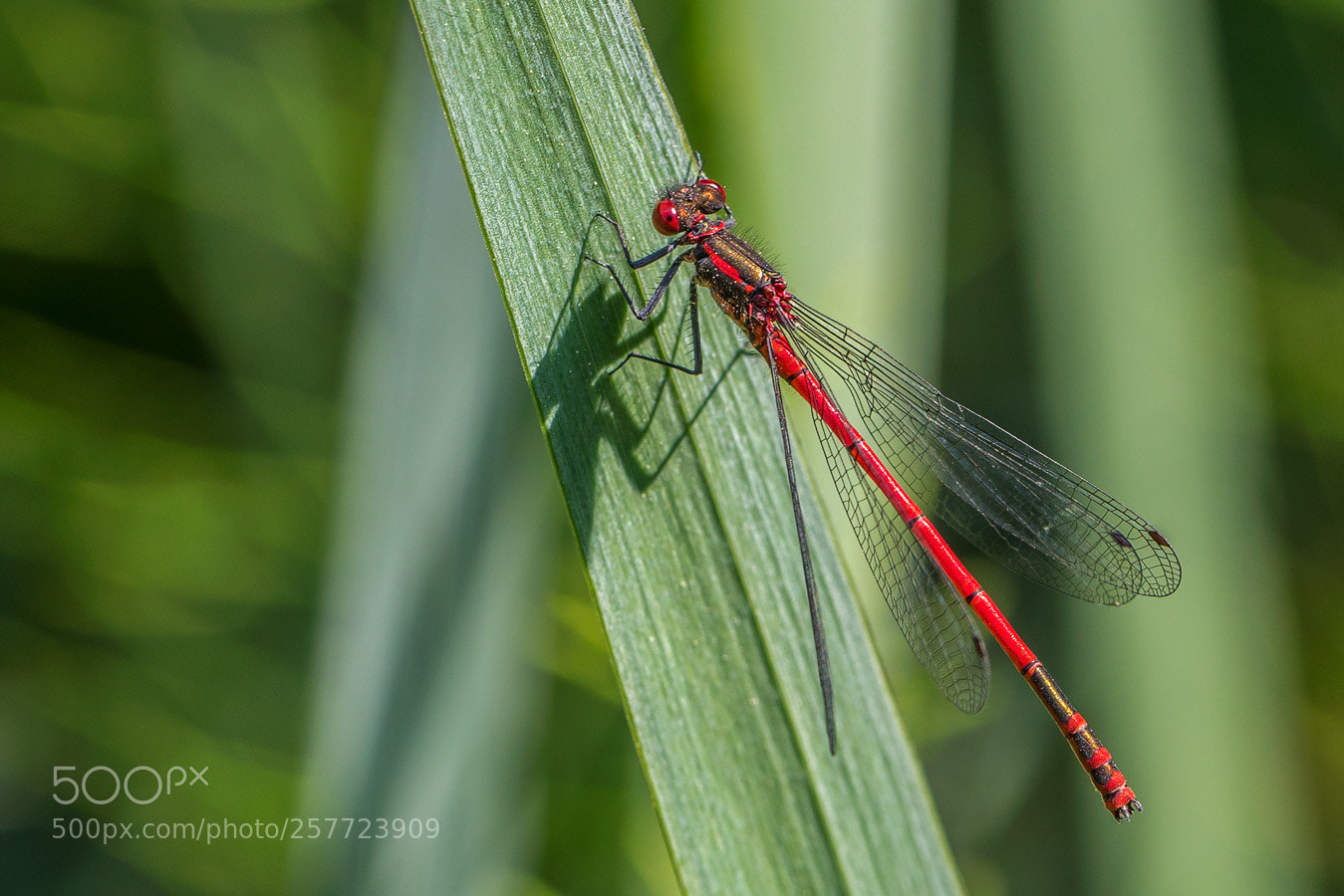 Canon EOS 5D Mark IV sample photo. Libelle in der mittagssonnne photography