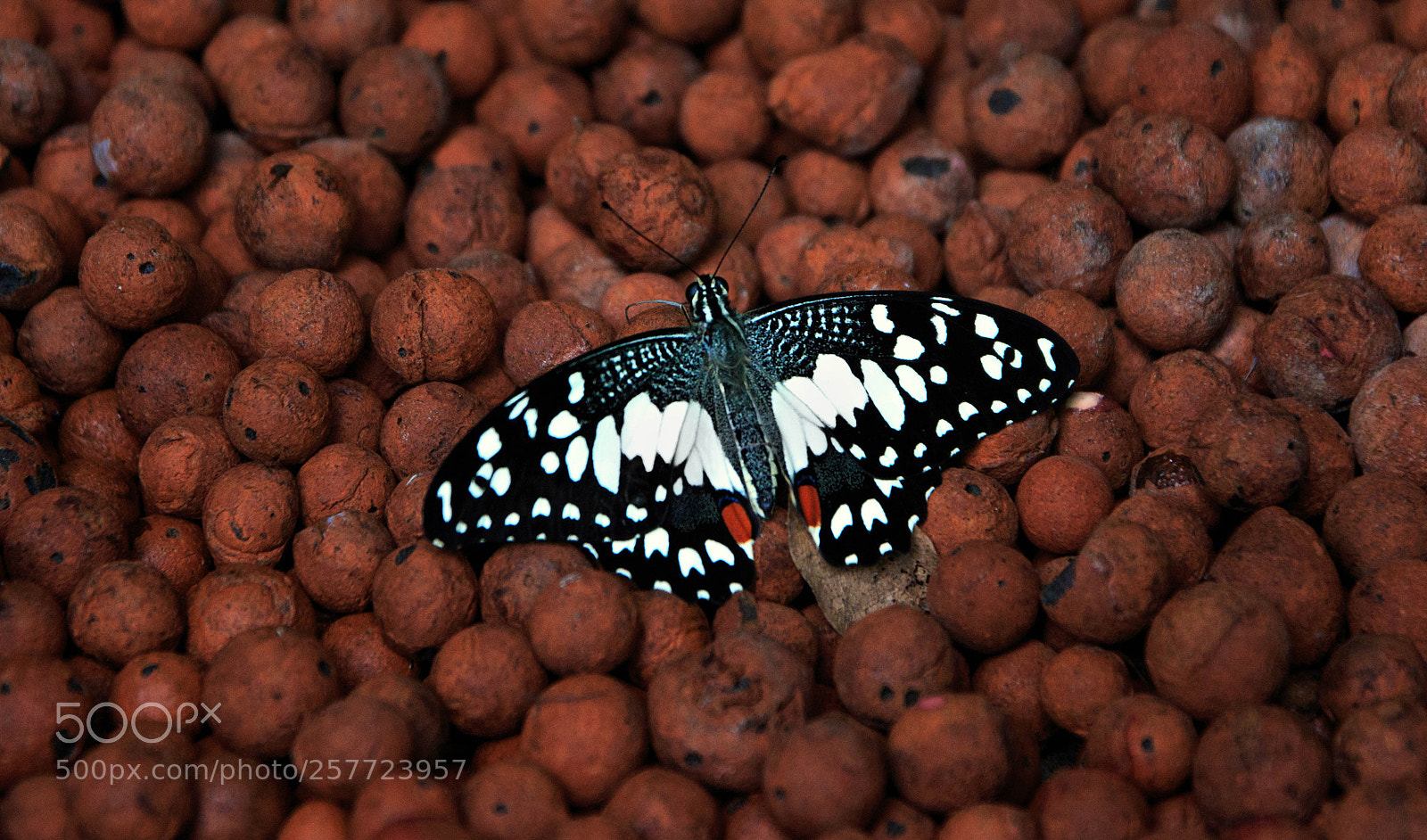 Canon EOS 70D sample photo. Butterfly photography