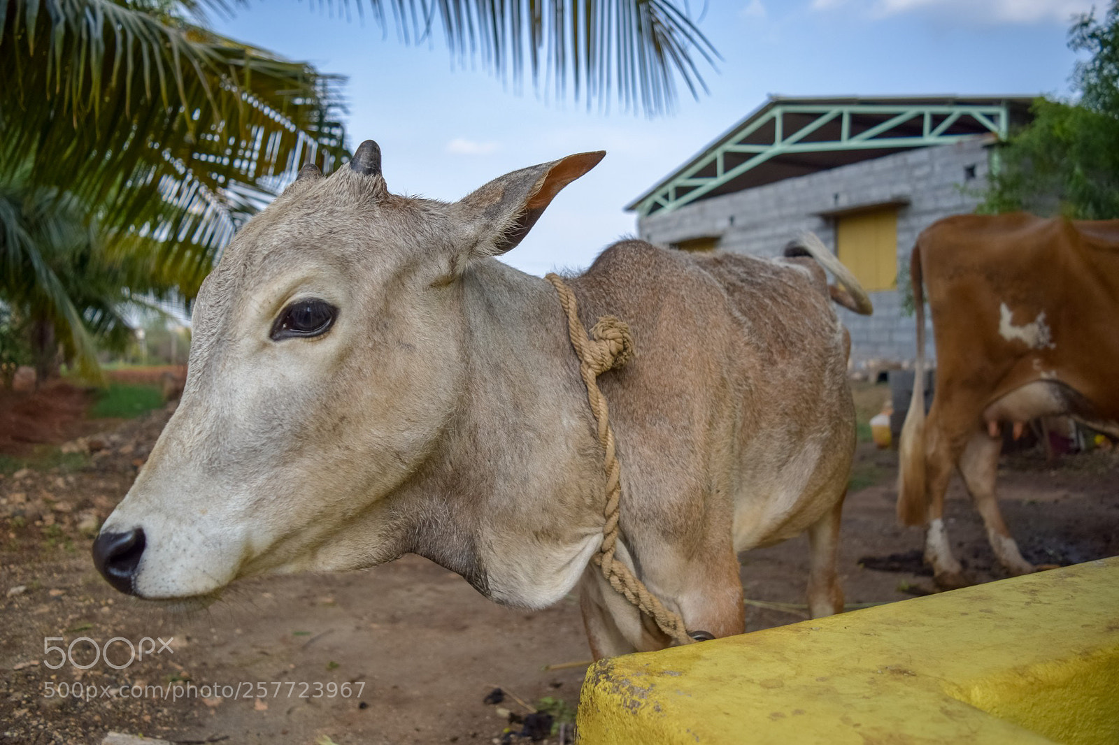 Nikon D3300 sample photo. A calf photography
