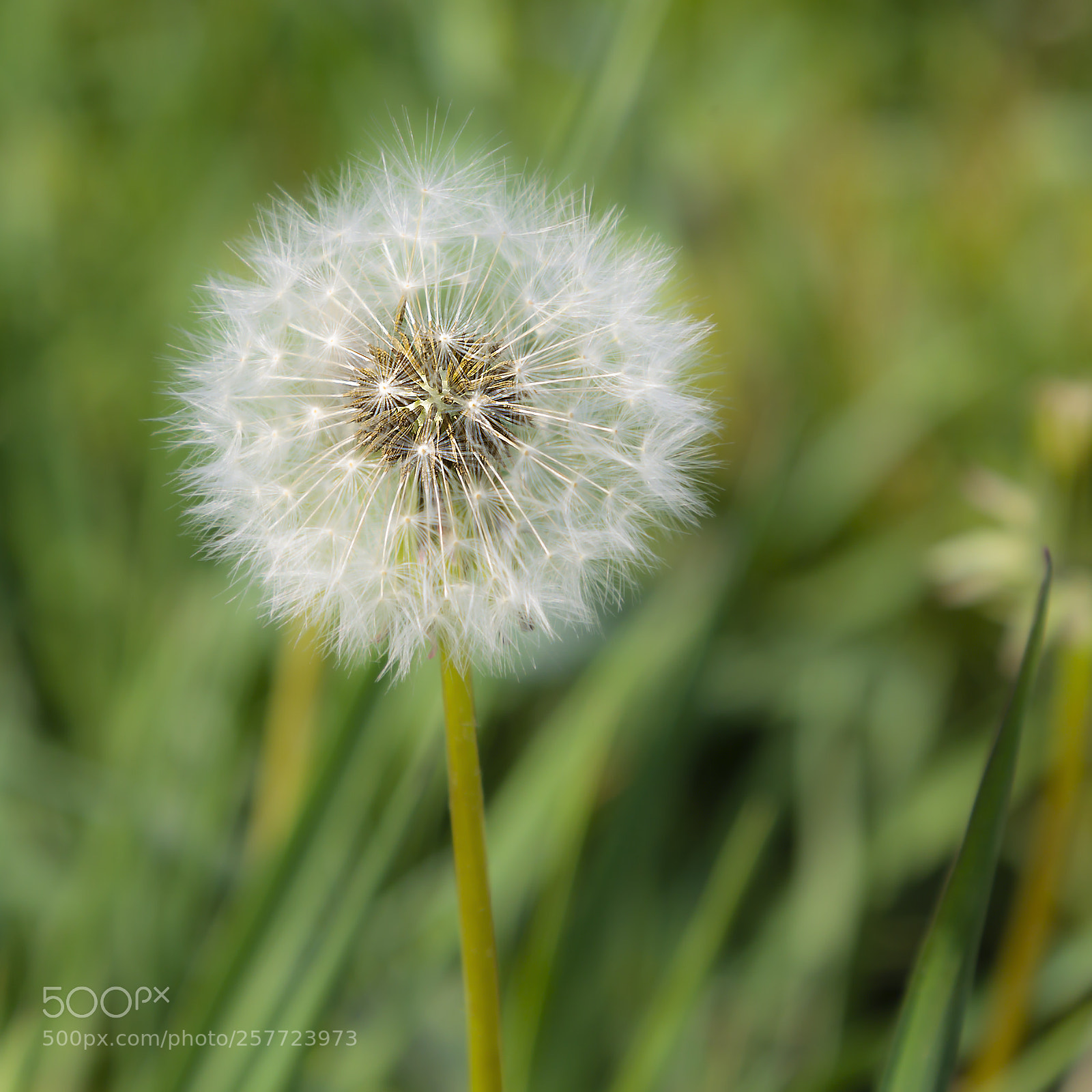 Canon EOS-1D Mark IV sample photo. Pusteblume photography