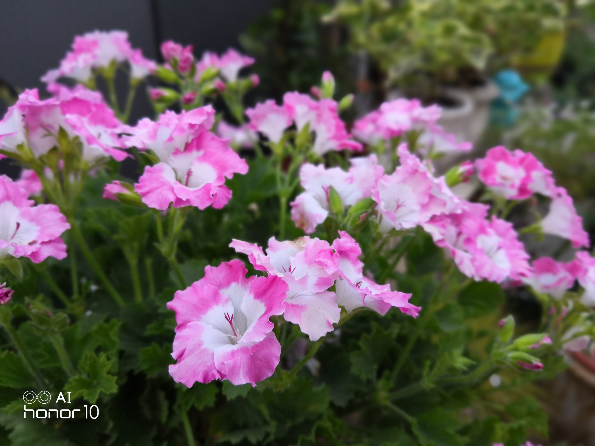 HUAWEI Honor 10 sample photo. Flowers photography