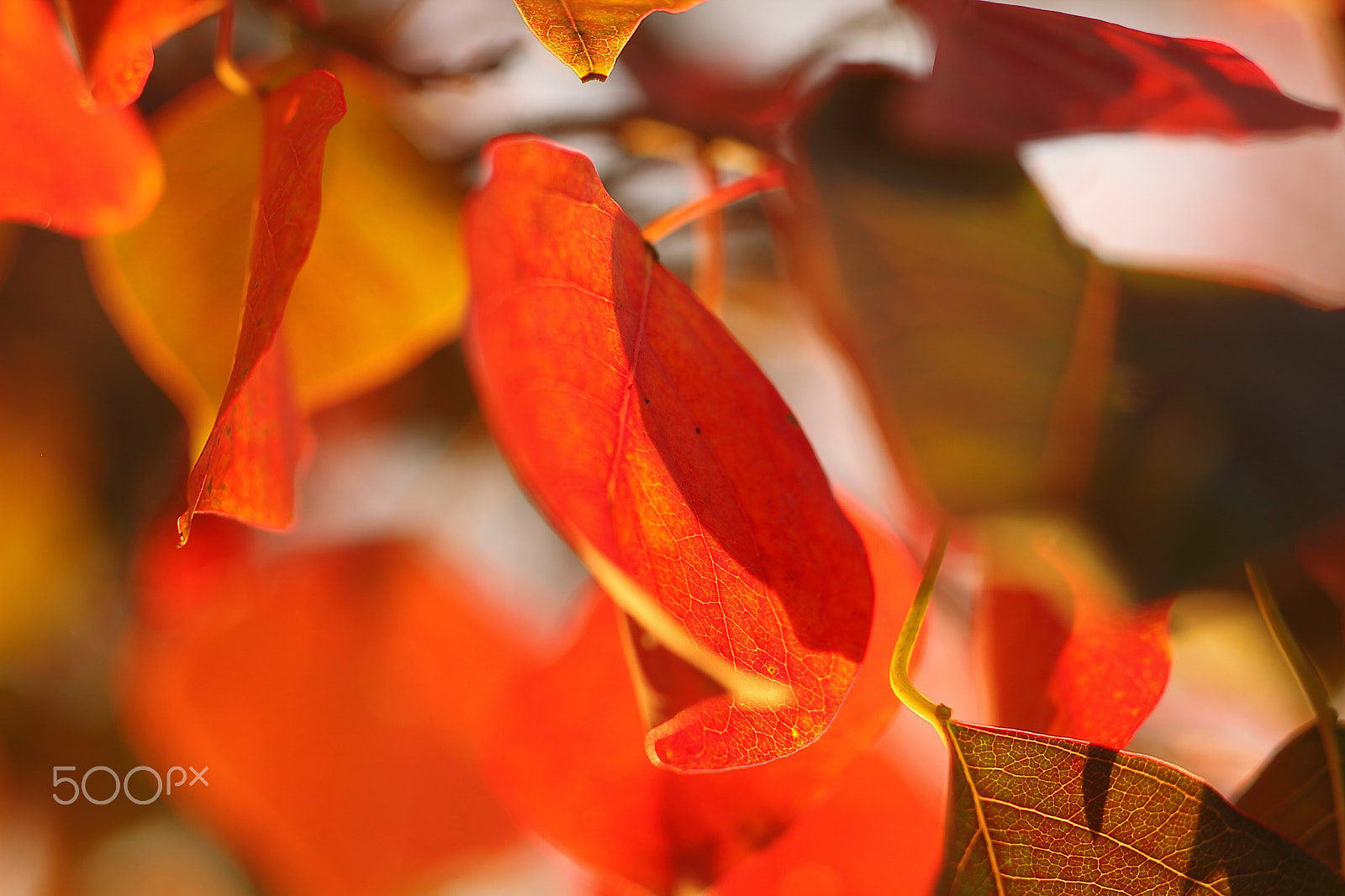 Canon EOS 7D + Canon EF 50mm F1.8 II sample photo. Autumn leaves photography