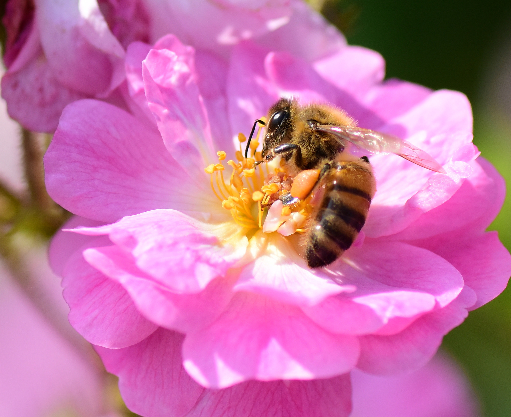 Nikon D7200 sample photo. Ape al lavoro photography