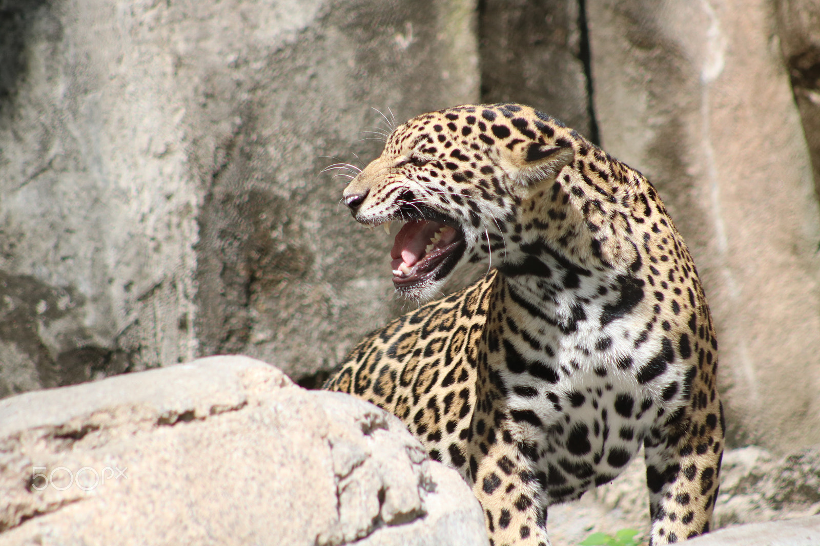 Canon EF 75-300mm f/4-5.6 USM sample photo. Jaguar cub 9570 photography