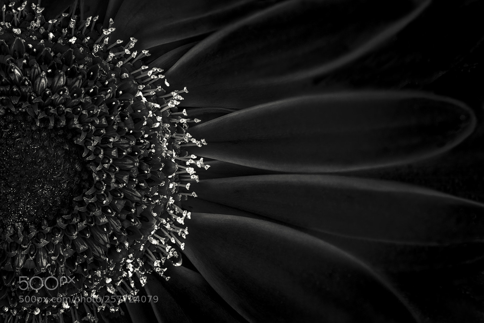 Fujifilm X-Pro2 sample photo. Black beauty photography