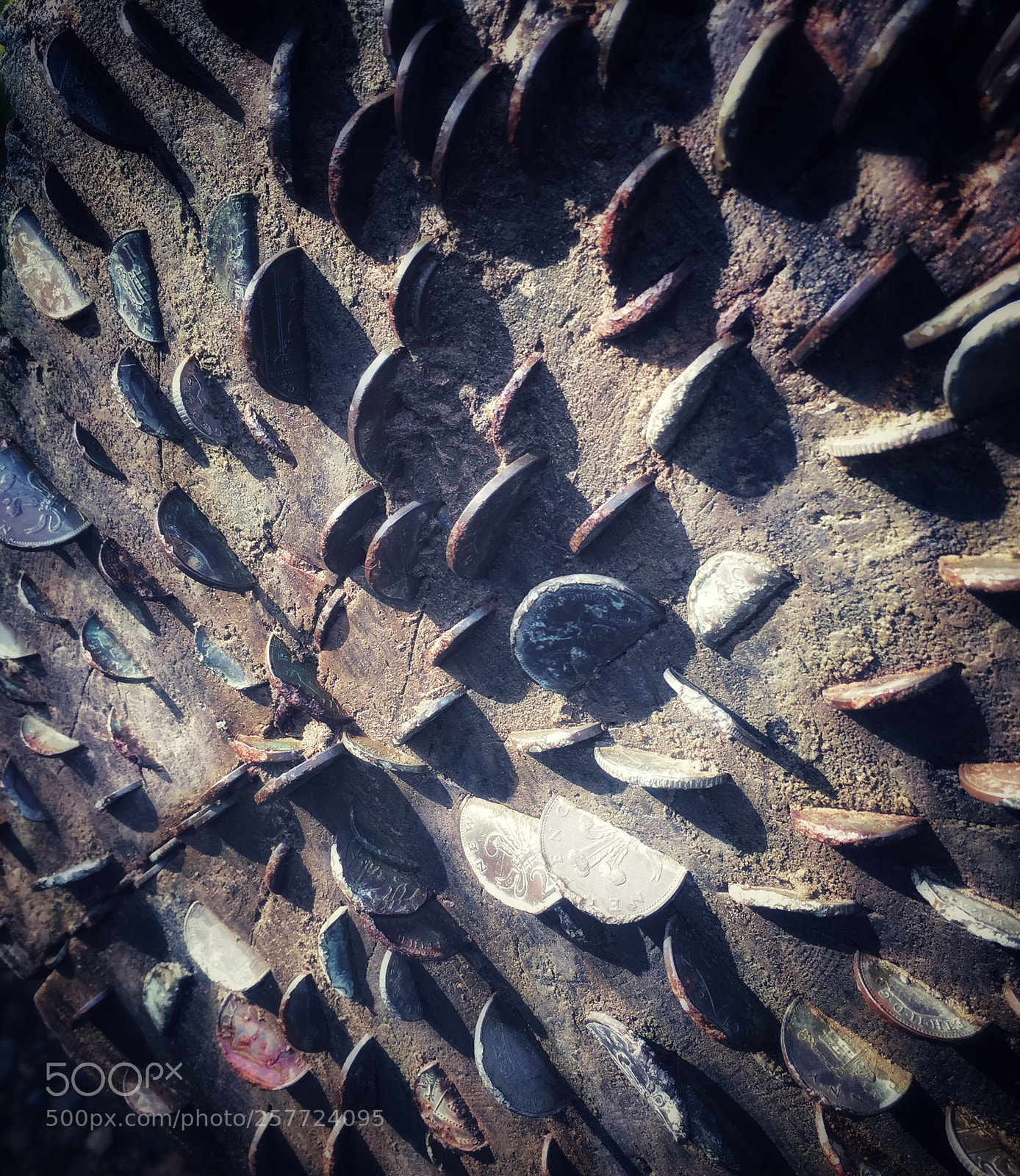 Apple iPhone 6 Plus sample photo. The money tree photography