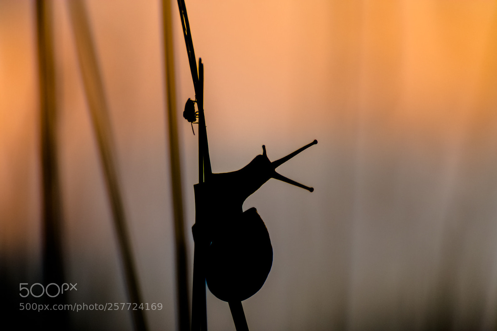 Canon EOS 70D sample photo. Meeting snail in the photography
